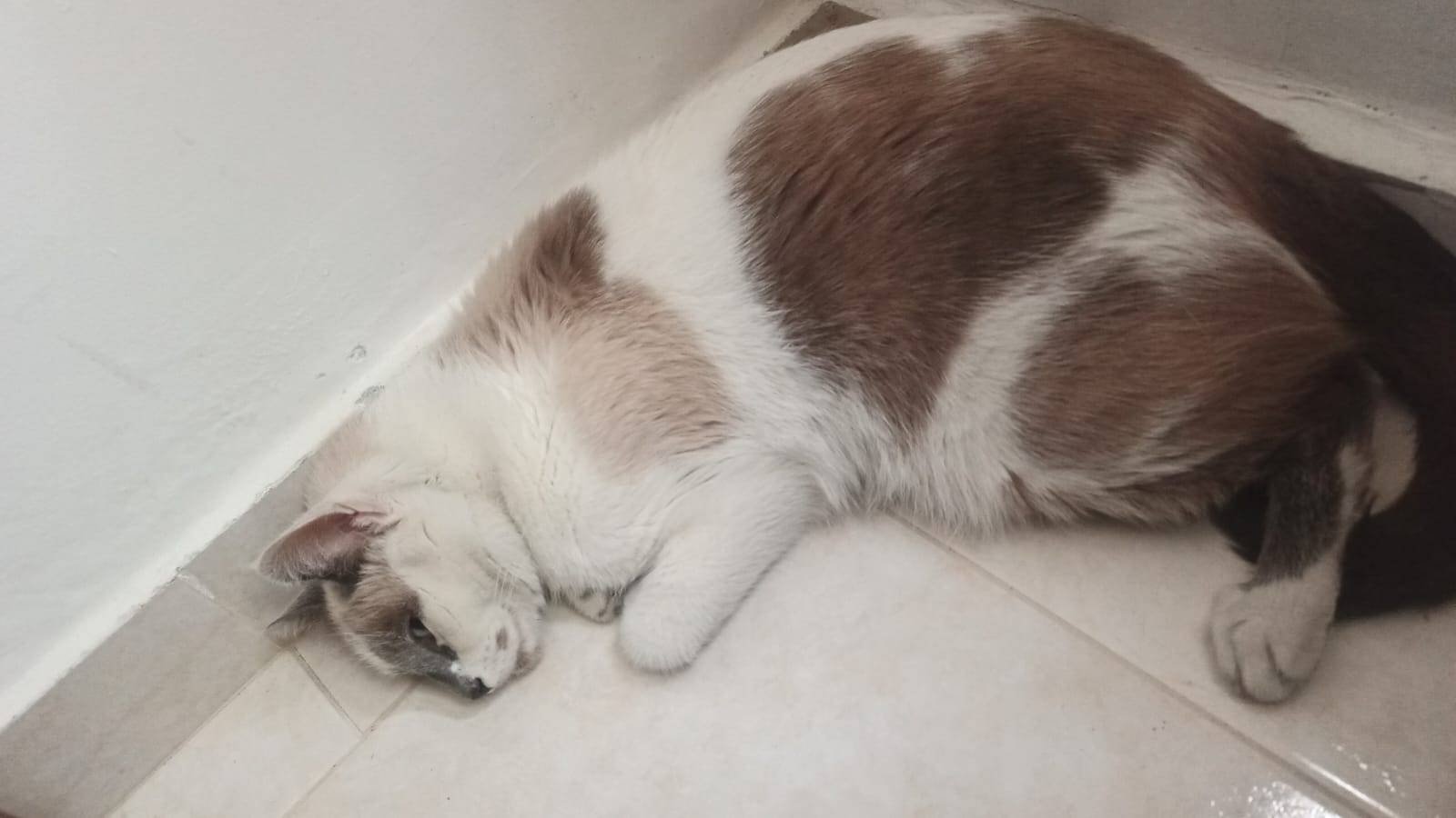 Help Little Stuart Recover from Severe Triaditis campaign photo, 5 of 6