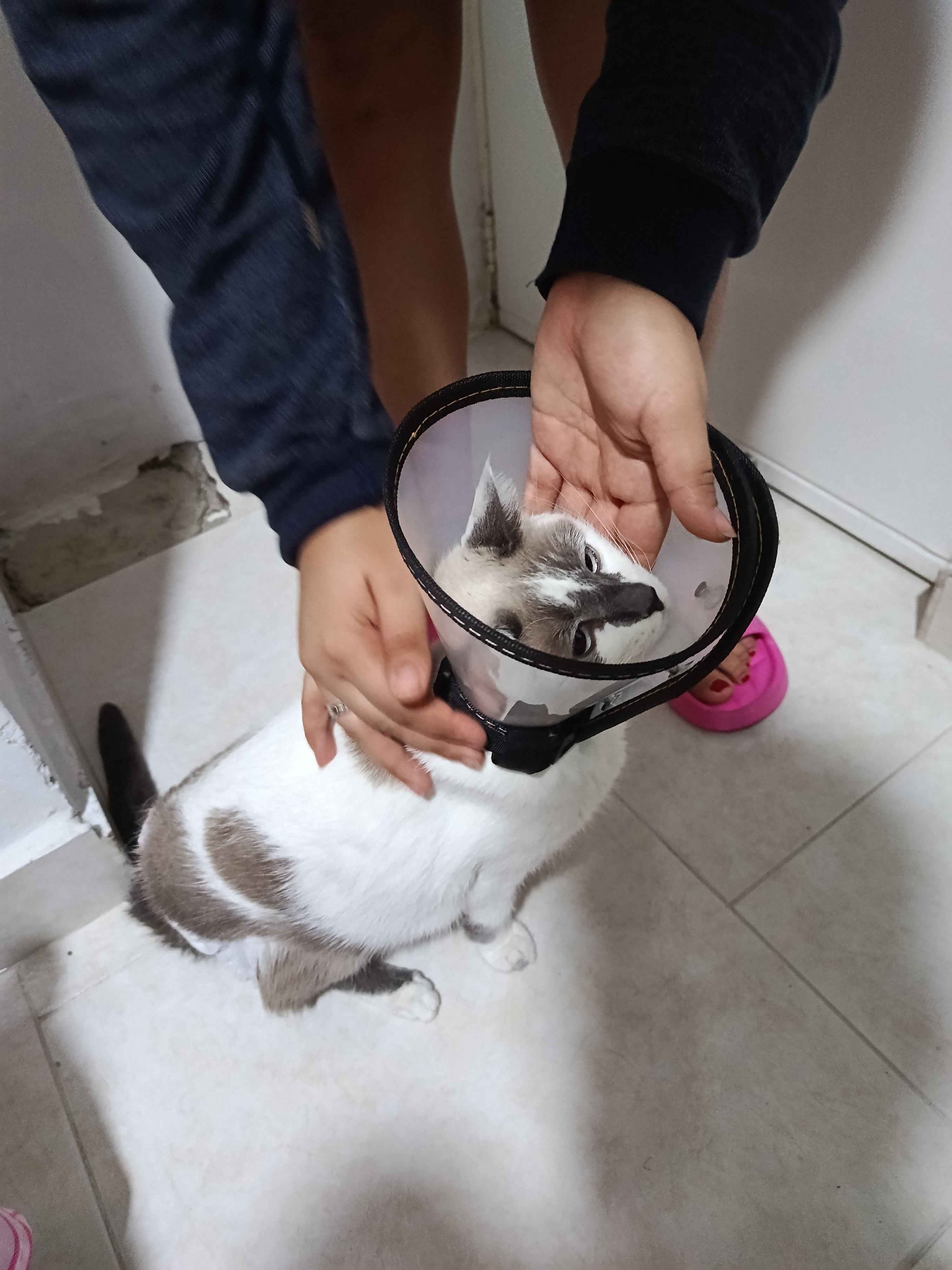 Help Little Stuart Recover from Severe Triaditis campaign photo, 2 of 6