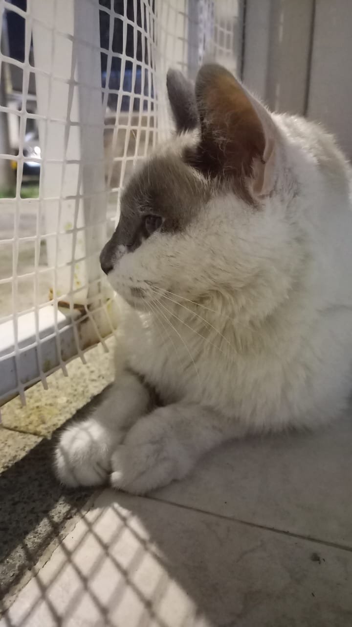 Help Little Stuart Recover from Severe Triaditis campaign photo, 4 of 6