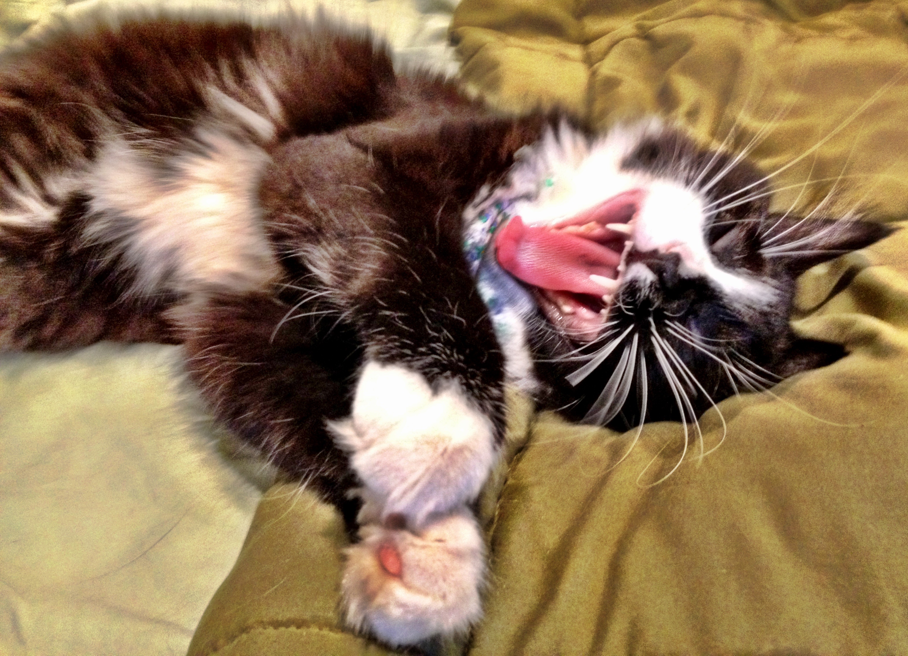 Help Quark Get Neurology Care campaign photo, 2 of 8