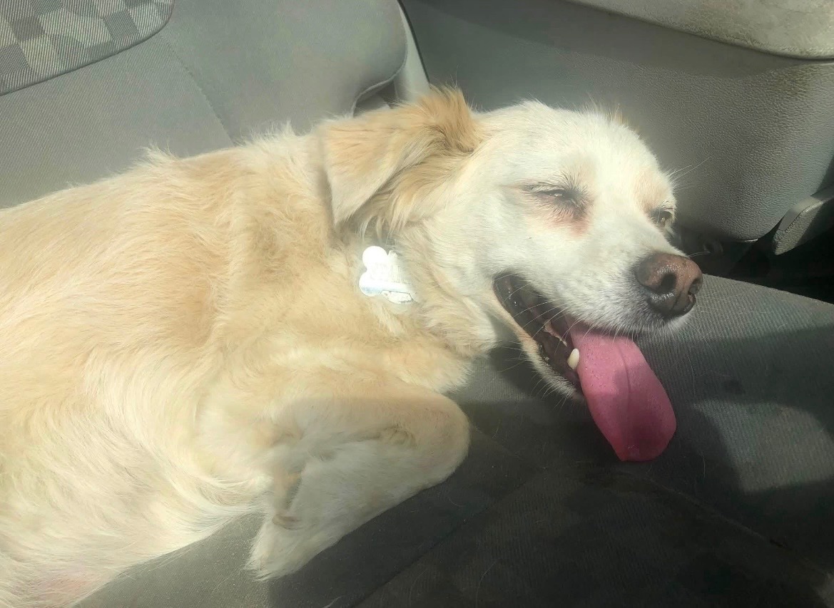 Urgent Vet Care for Sparky campaign photo, 2 of 4
