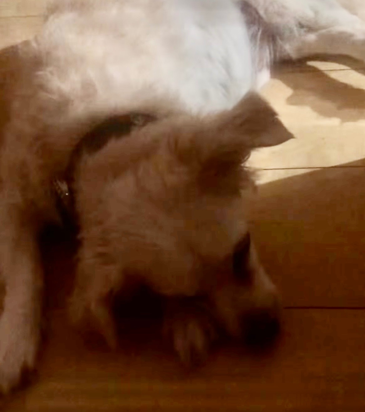 Urgent Vet Care for Sparky campaign photo, 4 of 4