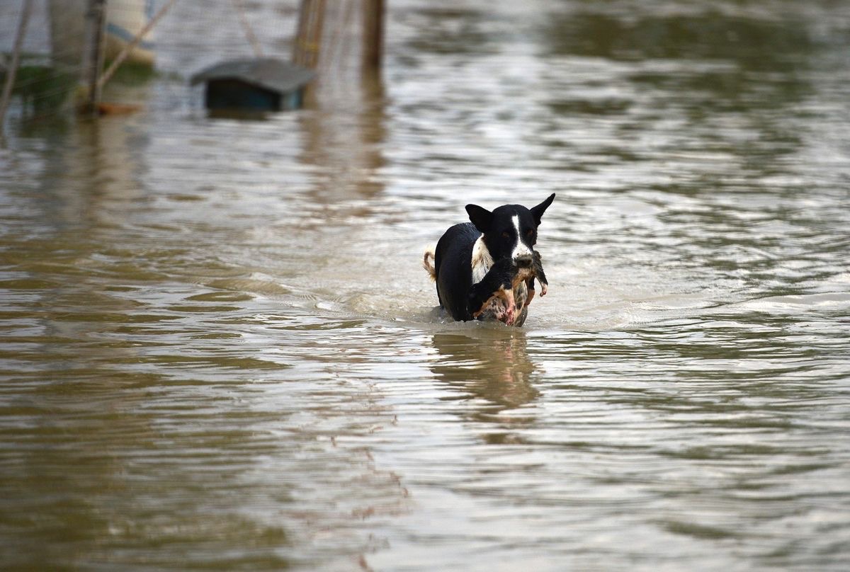Hope for Nepal: Saving Families & Pets campaign photo, 5 of 7