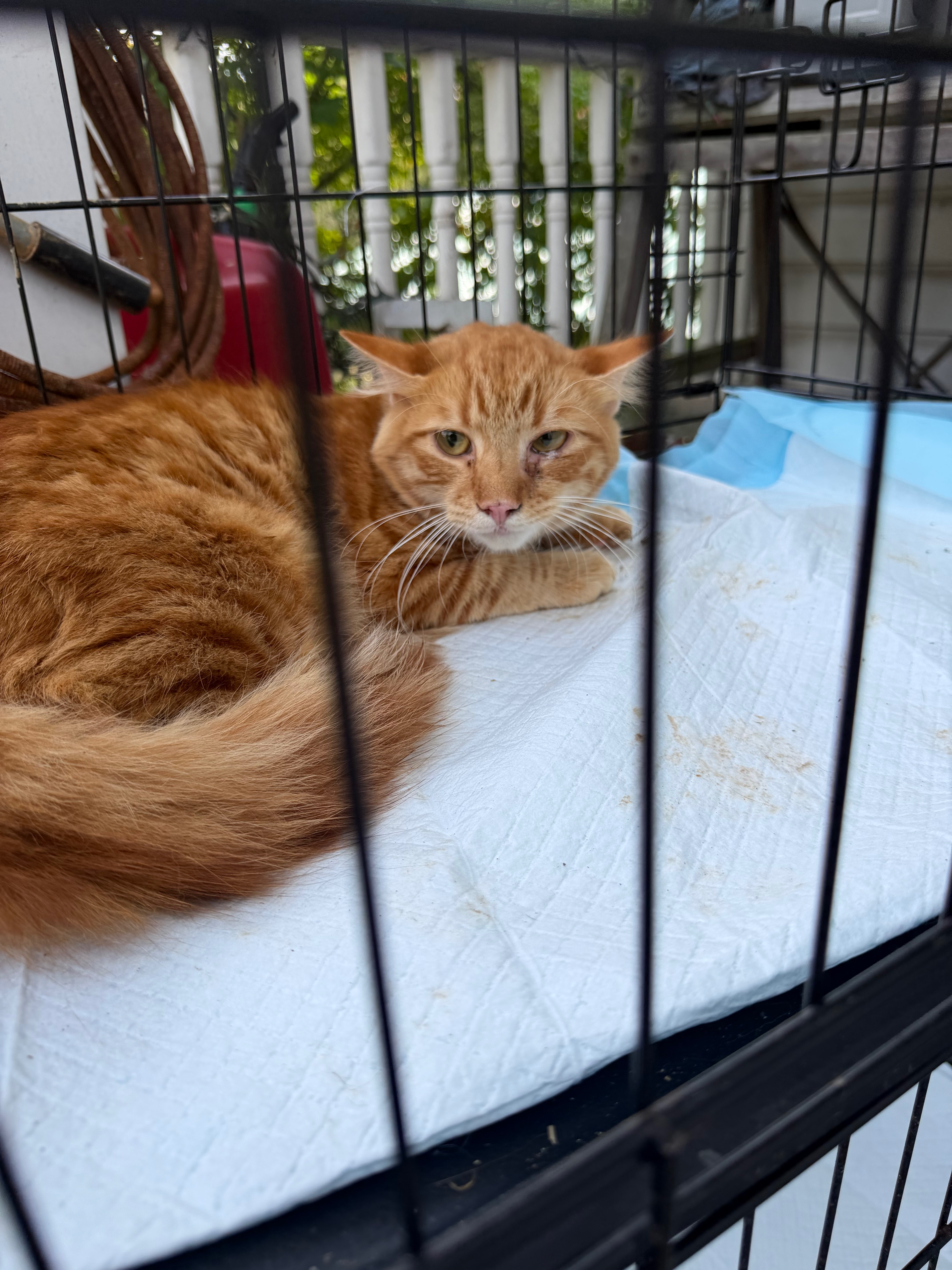 150 cat hoarding help in Northern Cambria needed campaign photo, 2 of 7