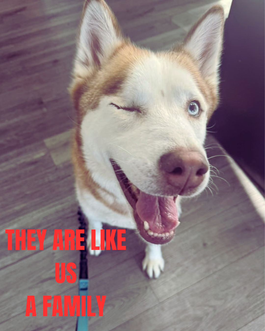 DEATH ROW DOGS NEED A VOICE YOU CAN BE THEIR VOICE campaign photo, 2 of 8