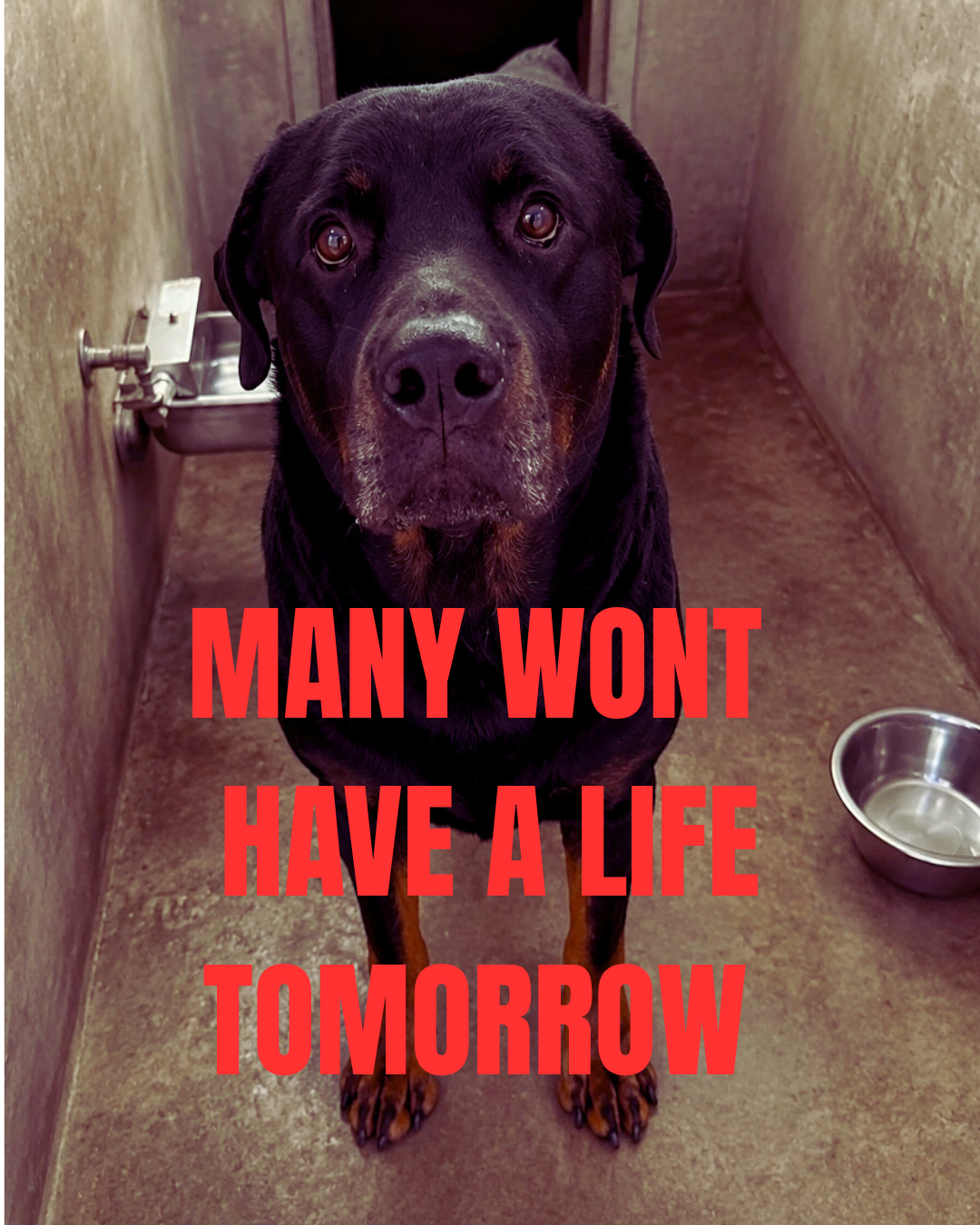 DEATH ROW DOGS NEED A VOICE YOU CAN BE THEIR VOICE campaign photo, 4 of 8