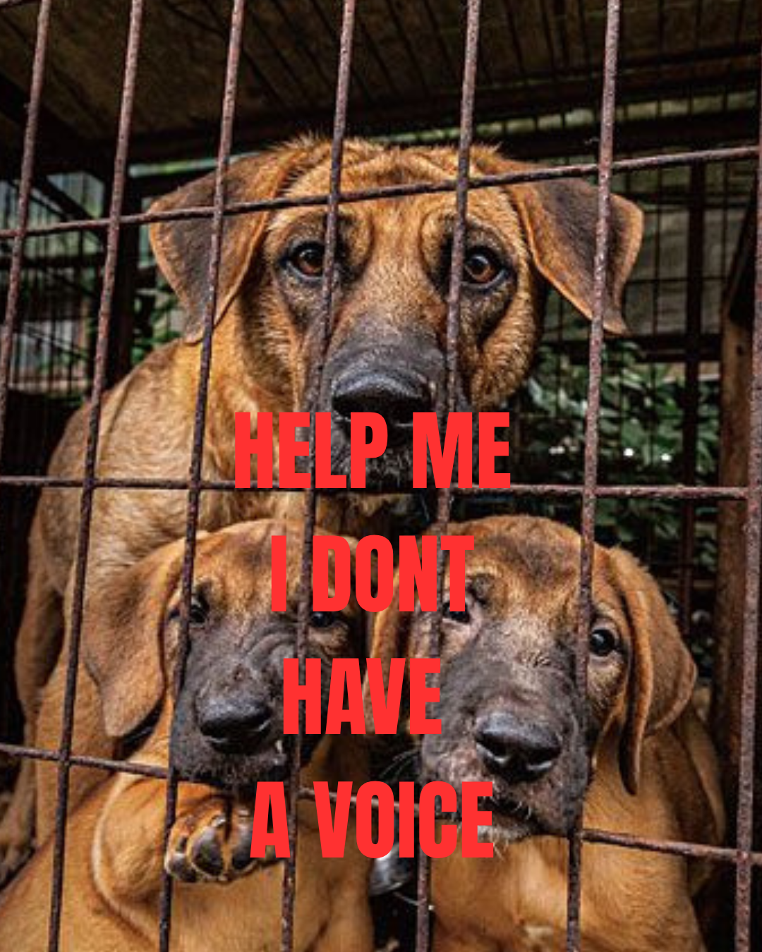 DEATH ROW DOGS NEED A VOICE YOU CAN BE THEIR VOICE campaign photo, 6 of 8