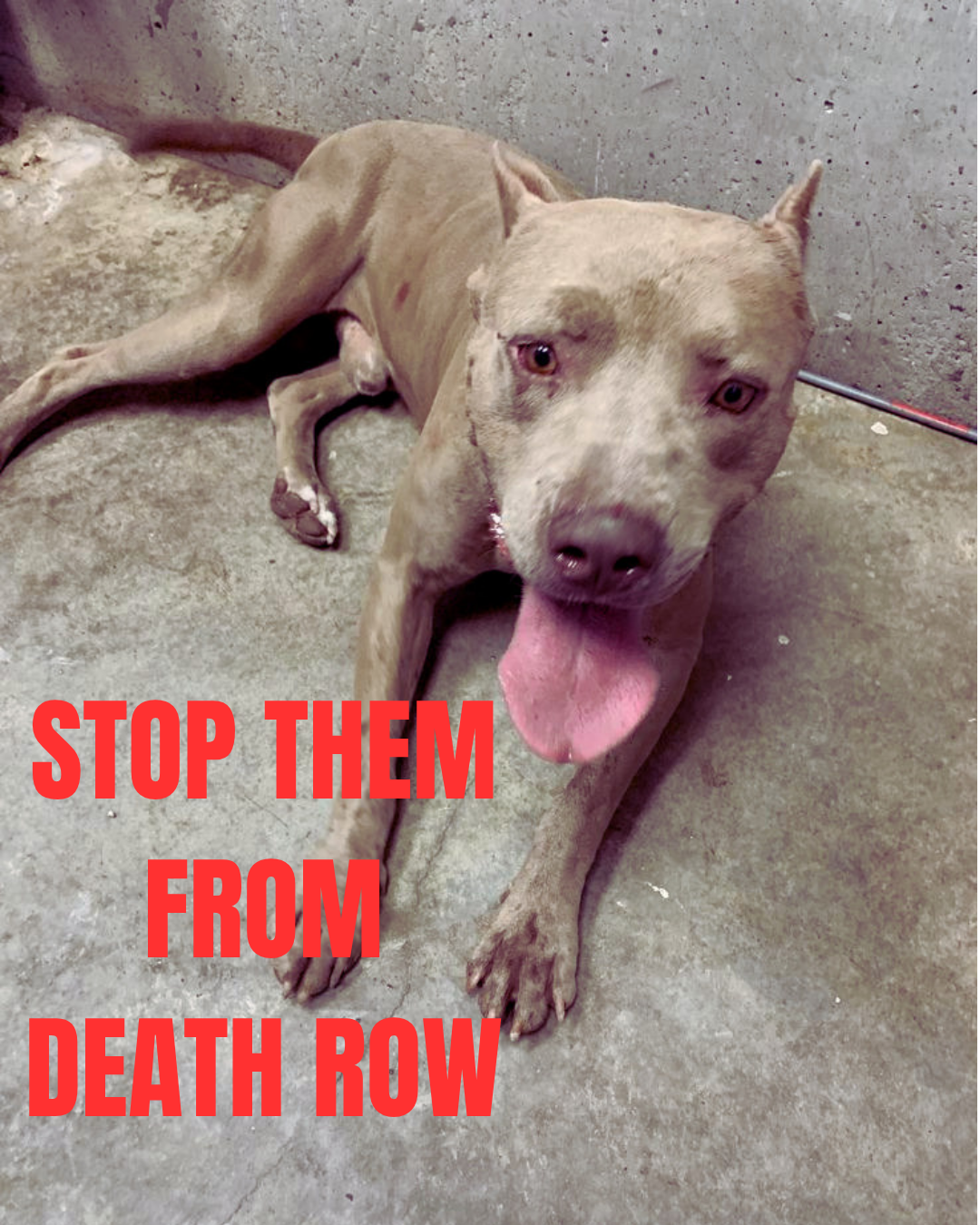 DEATH ROW DOGS NEED A VOICE YOU CAN BE THEIR VOICE campaign photo, 5 of 8