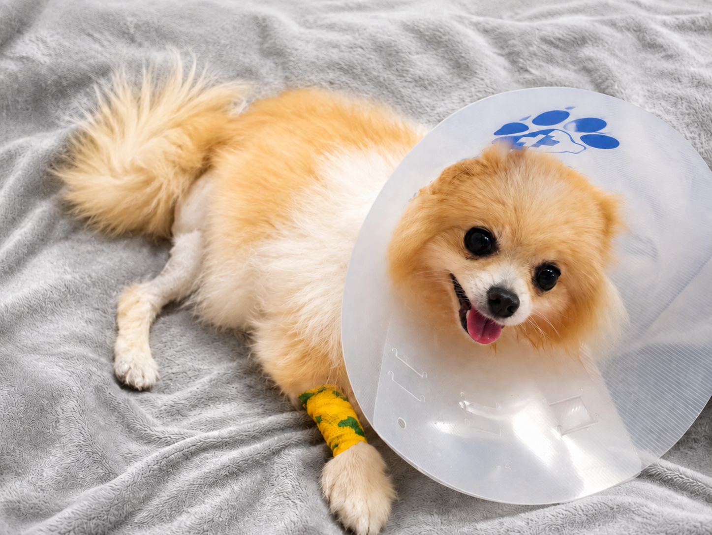 Help Ray and Rocco With Surgery campaign photo, 5 of 8