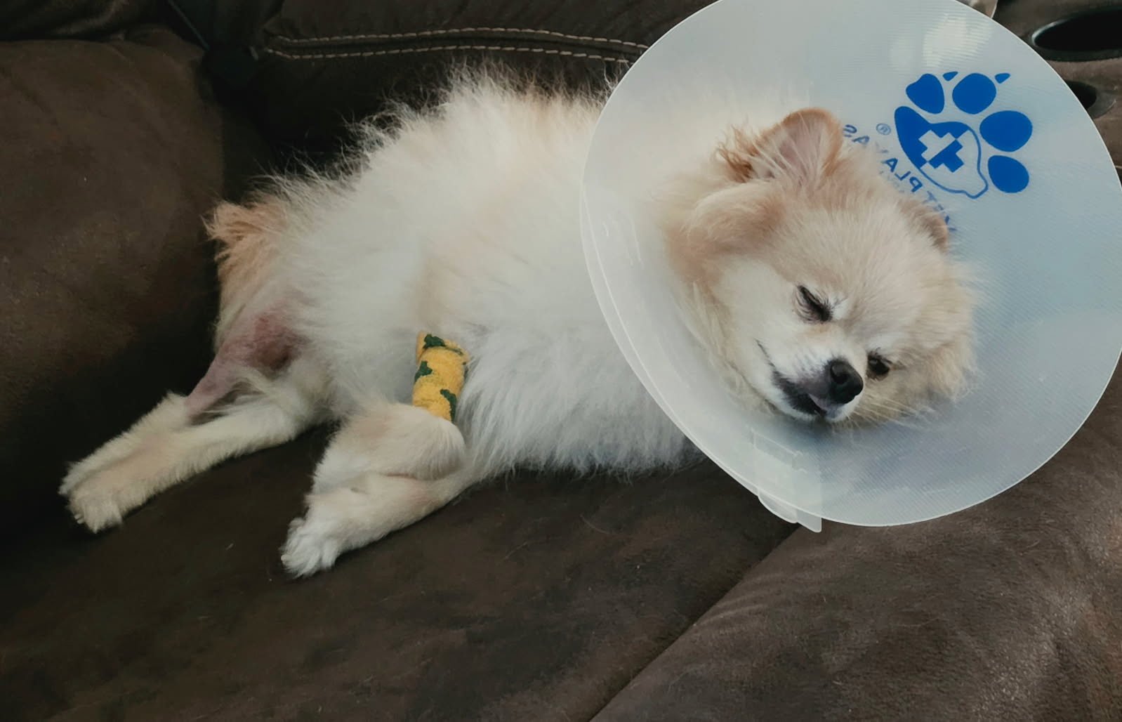 Help Ray and Rocco With Surgery campaign photo, 6 of 8