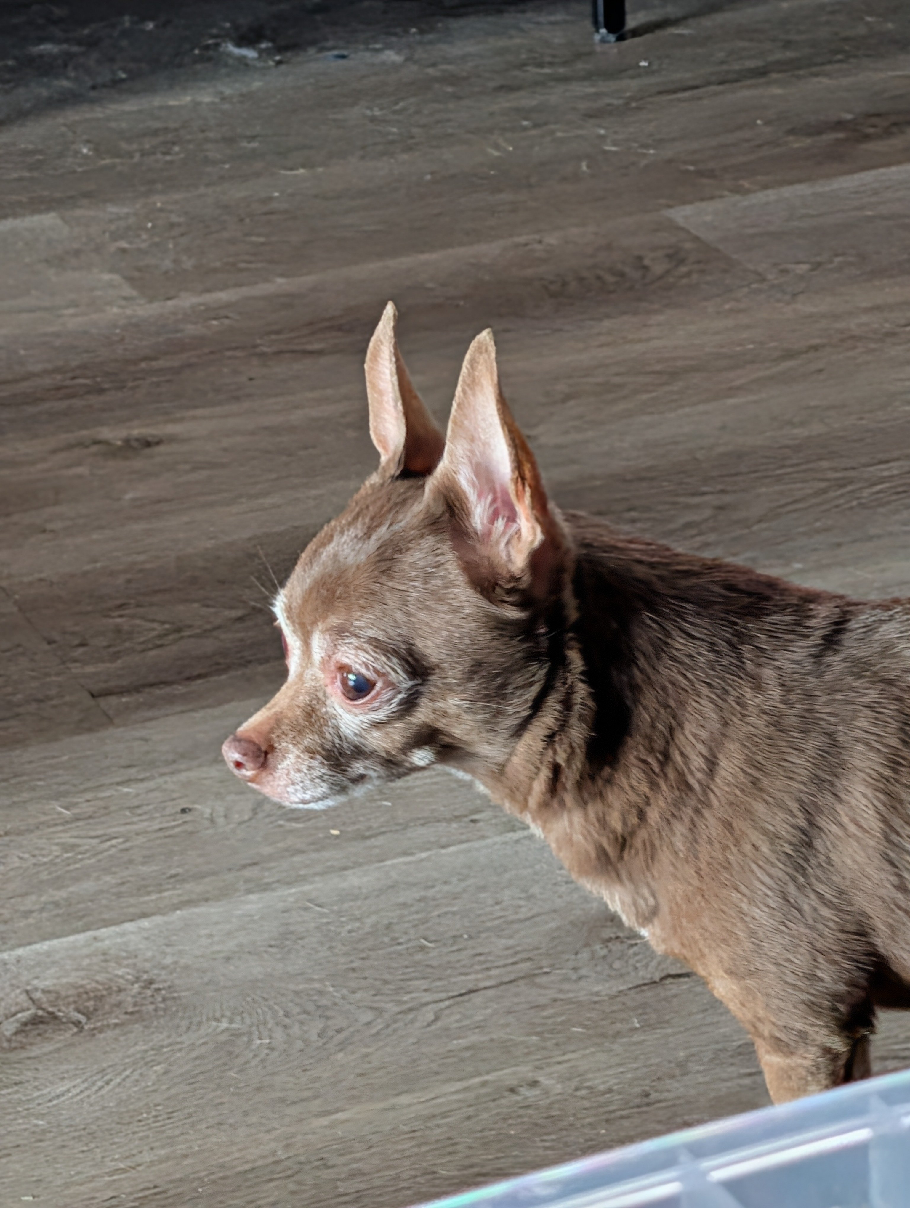 Help Boomer Get the Care He Needs campaign photo, 2 of 7