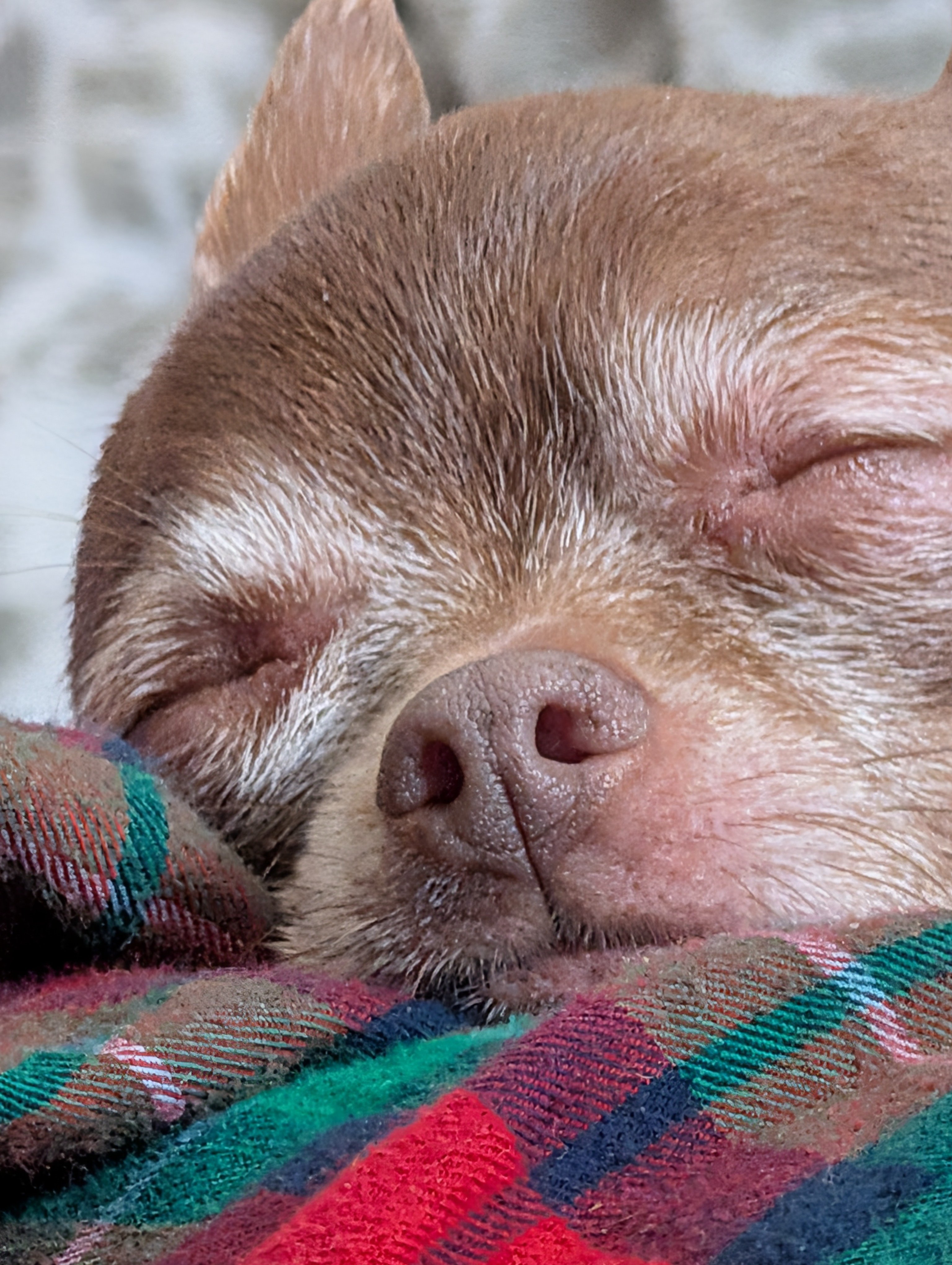 Help Boomer Get the Care He Needs campaign photo, 4 of 7