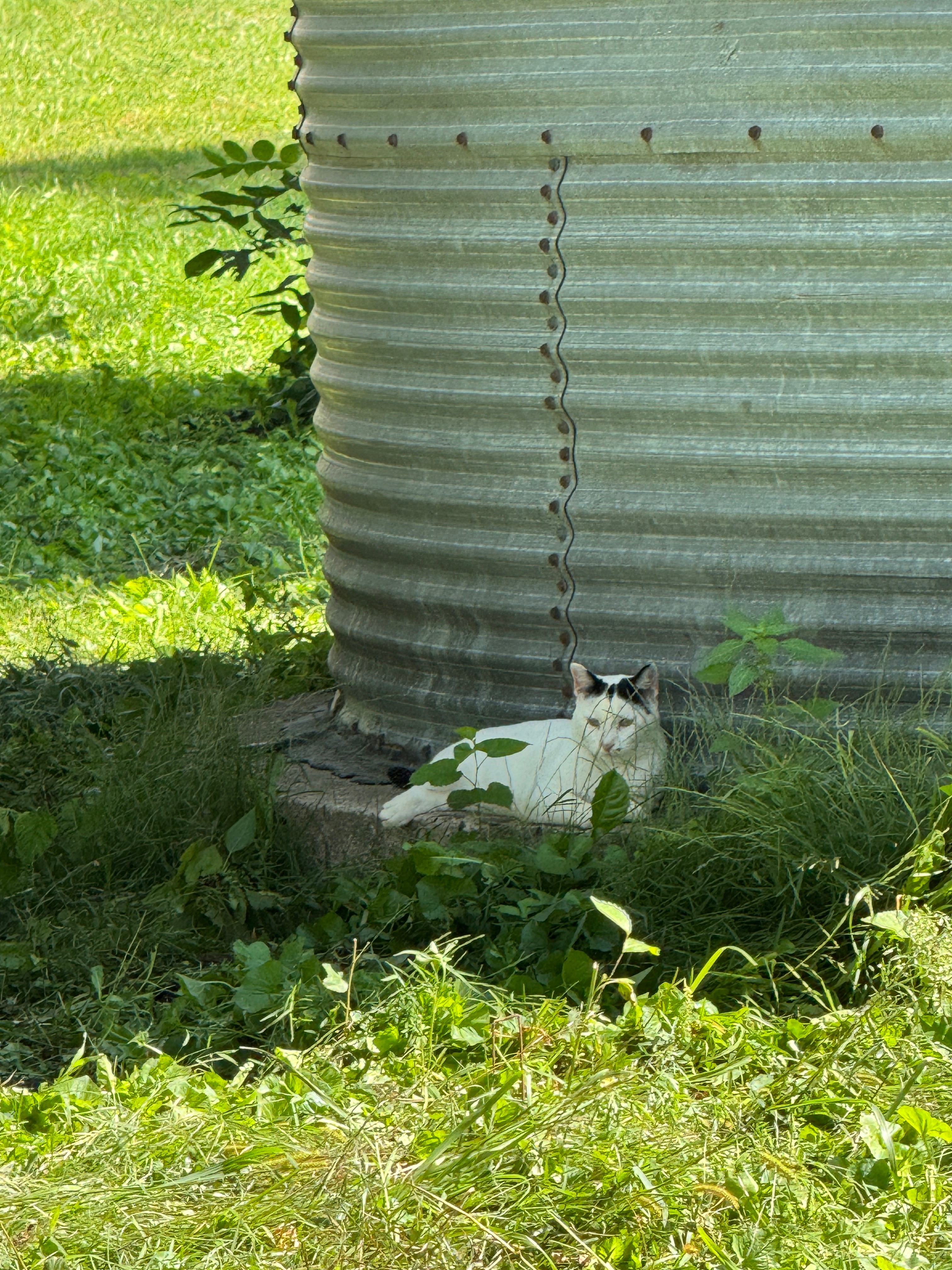 Help Build the Respectfully Feral Sanctuary campaign photo, 7 of 8
