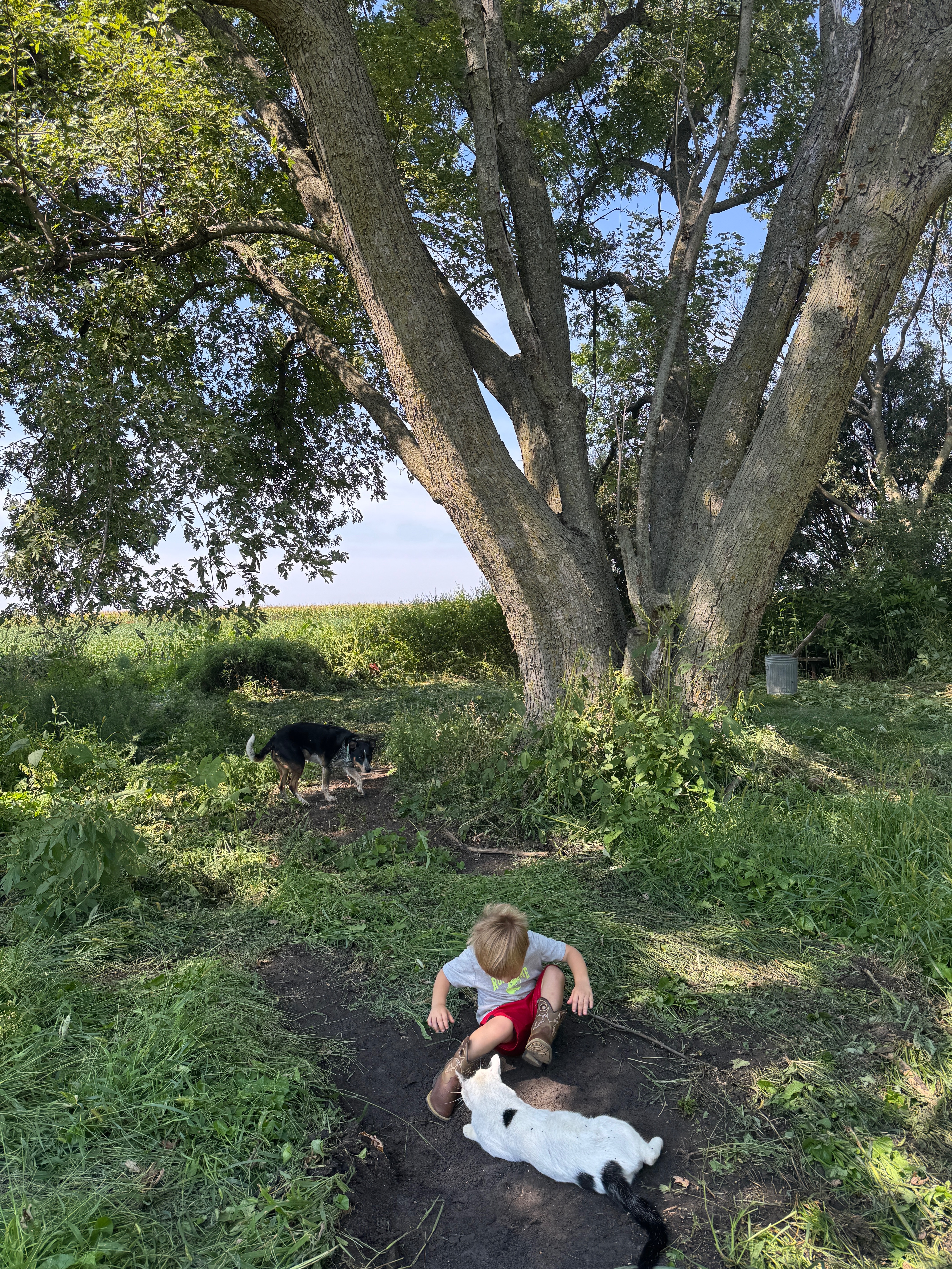 Help Build the Respectfully Feral Sanctuary campaign photo, 4 of 8
