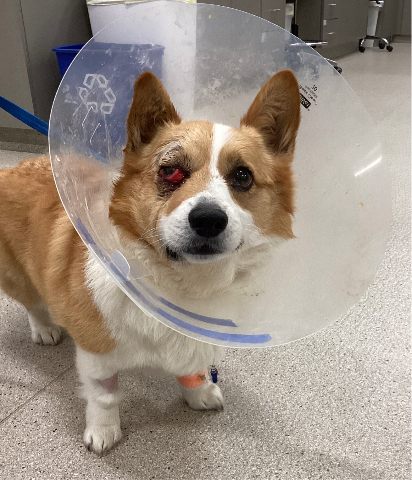 Support Bridger’s Emergency Vet Care campaign photo, 4 of 5