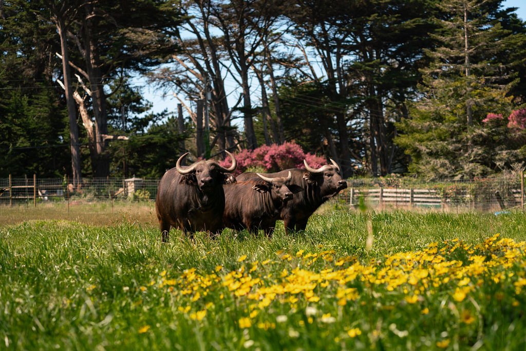 We Have an Amazing Opportunity — and We Need Your Help campaign photo, 5 of 8