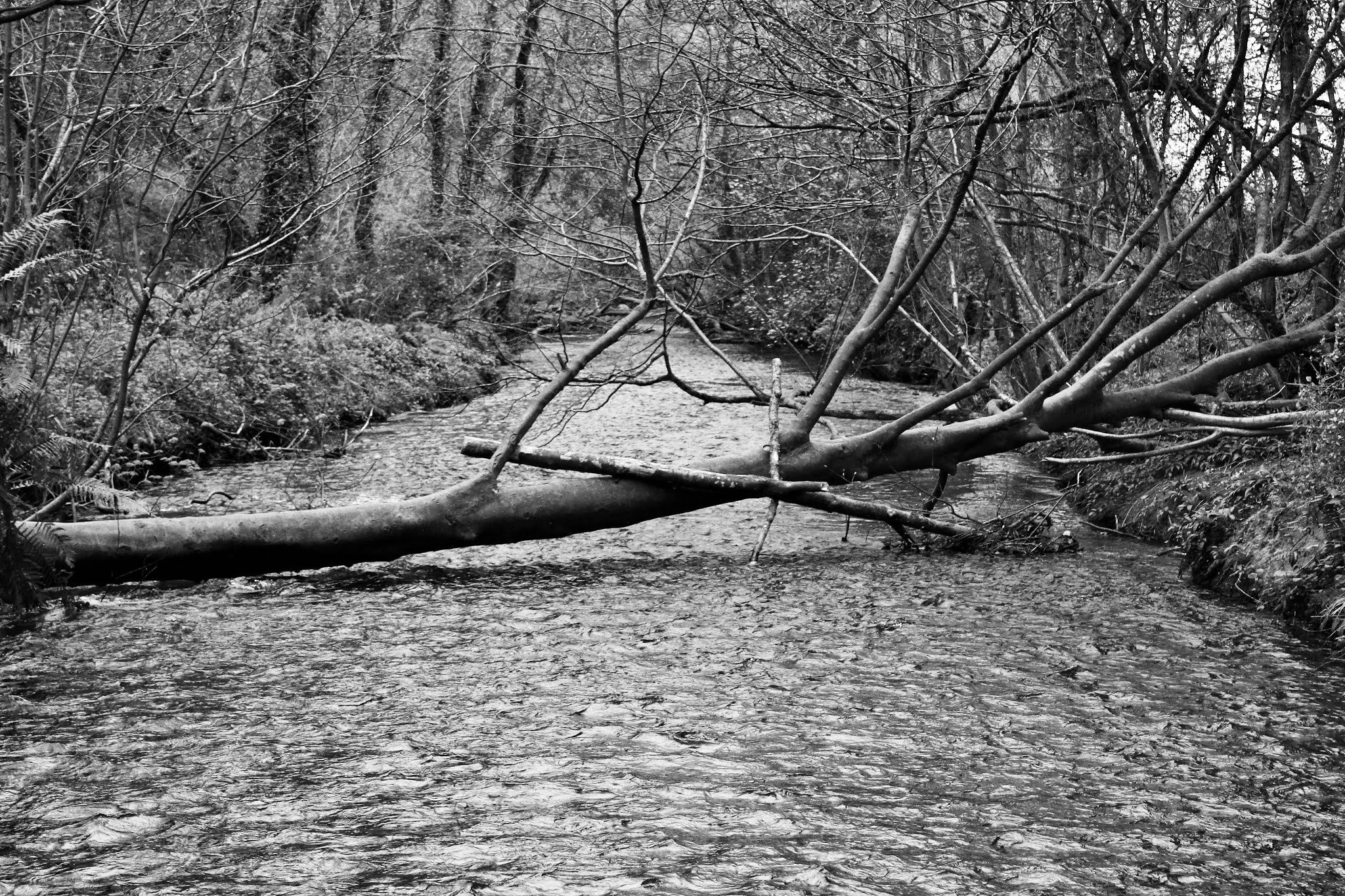 Development of Glenbower Woods campaign photo, 2 of 5