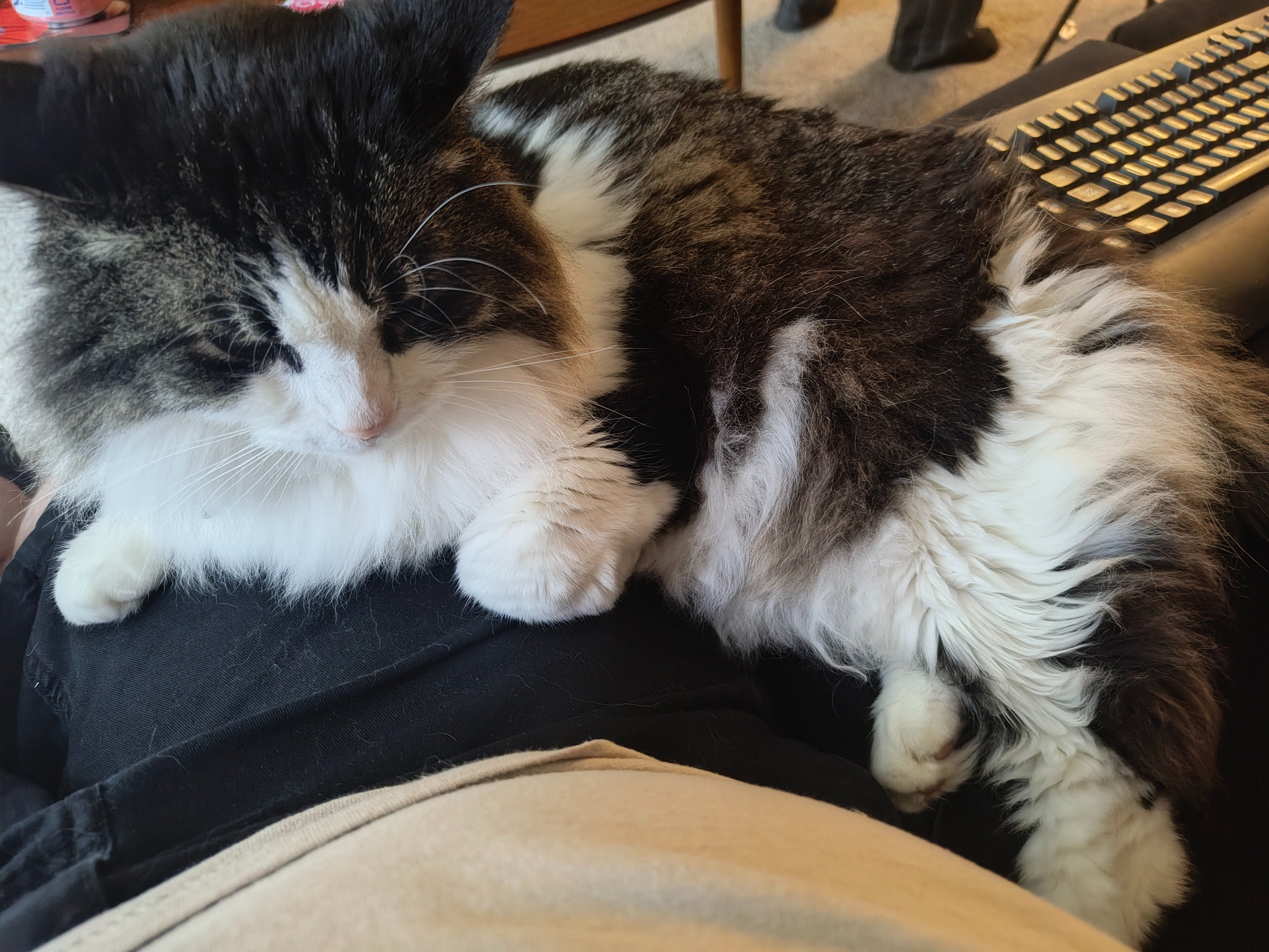 Citabria's Emergency Vet Bills After Critical Illness campaign photo, 2 of 7