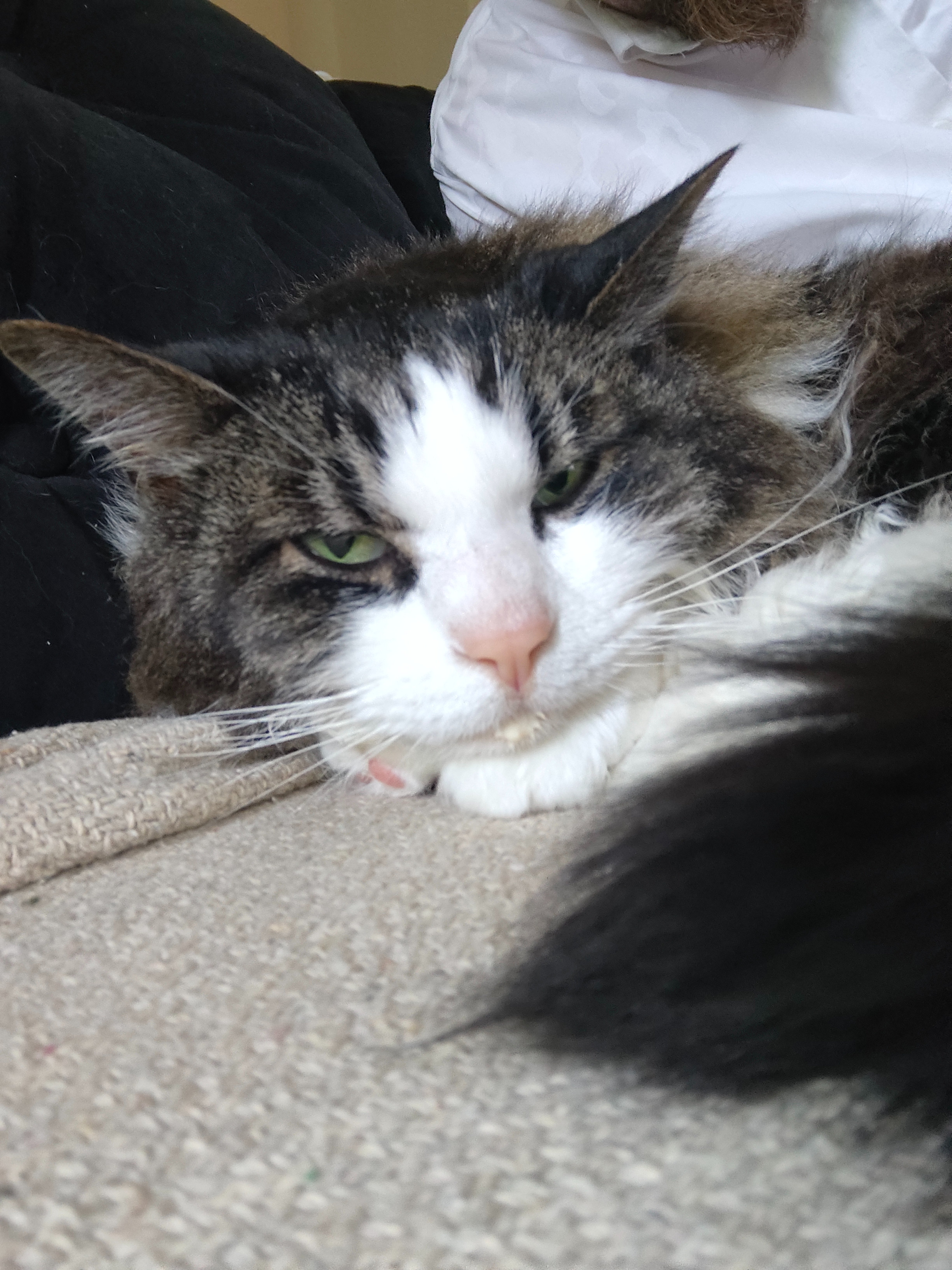 Citabria's Emergency Vet Bills After Critical Illness campaign photo, 4 of 7