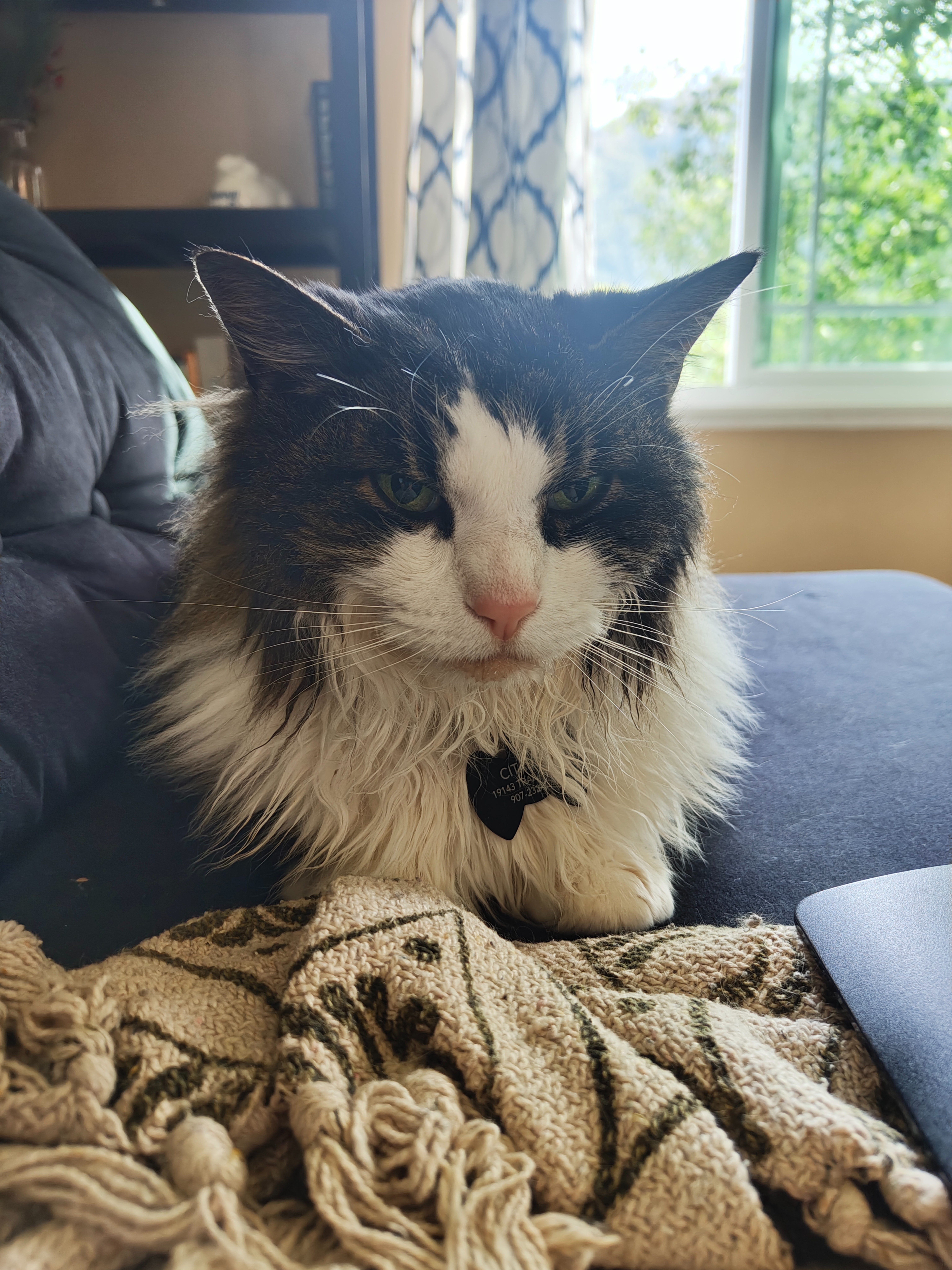 Citabria's Emergency Vet Bills After Critical Illness campaign photo, 5 of 7