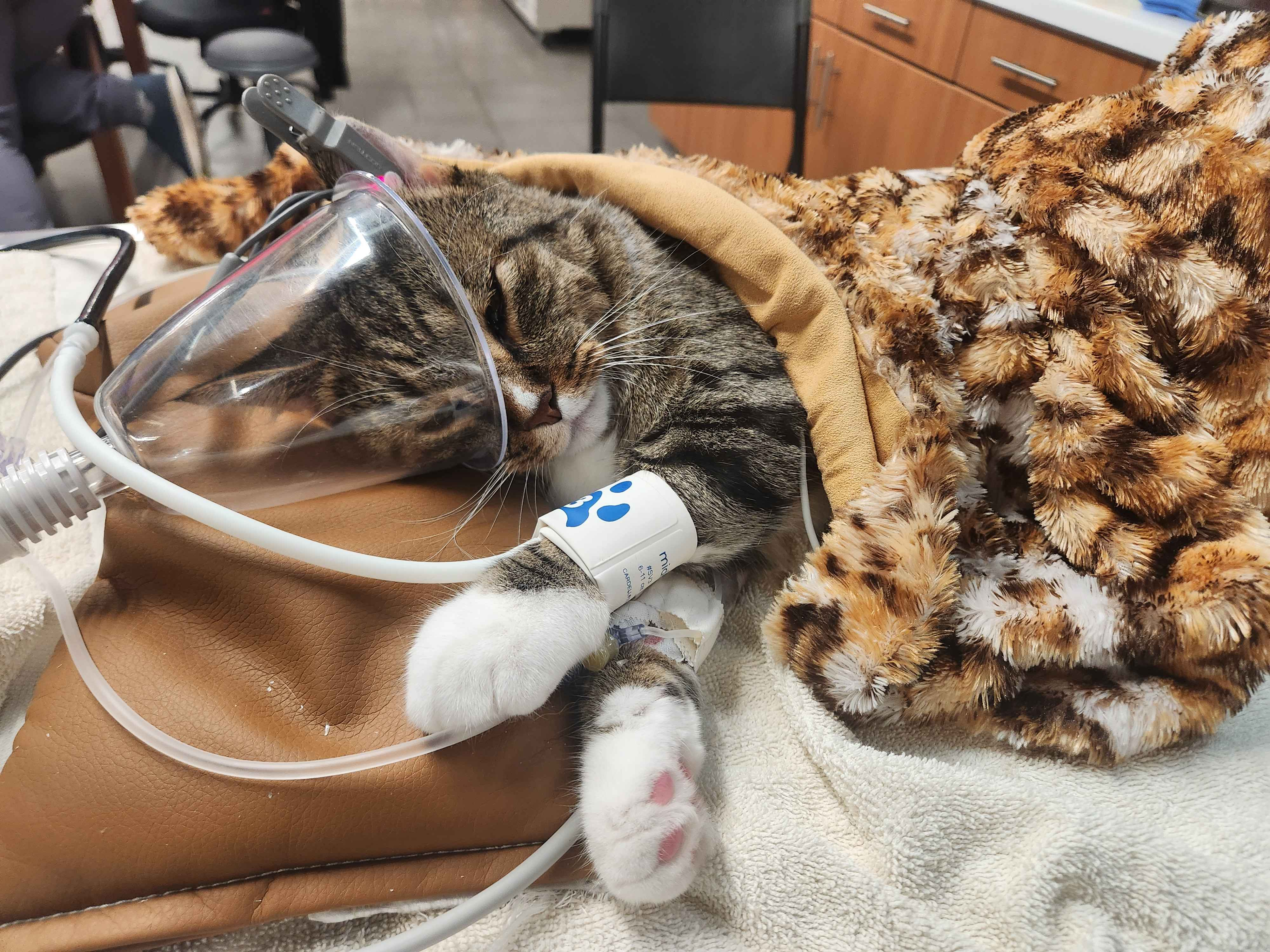 Help Jones Get Emergency Care campaign photo, 7 of 7