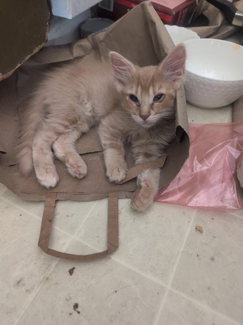 Help Calico Hearts Save 16 Cats campaign photo, 7 of 8