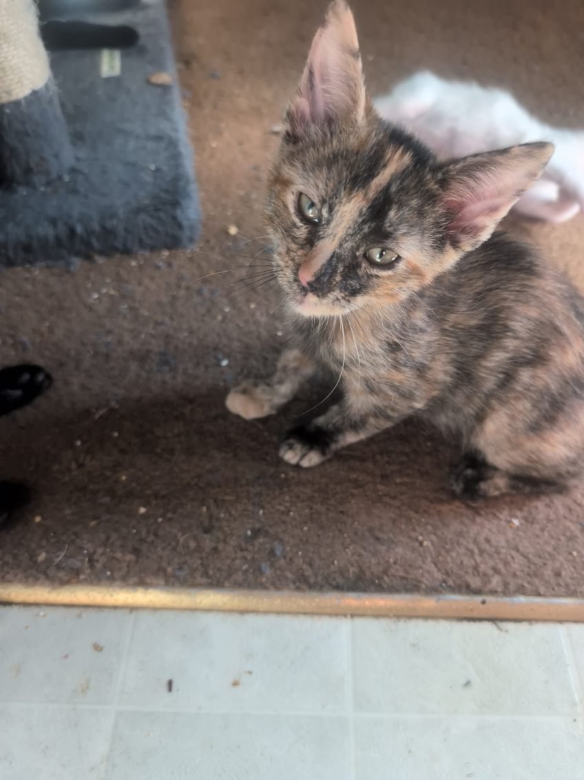 Help Calico Hearts Save 16 Cats campaign photo, 2 of 8