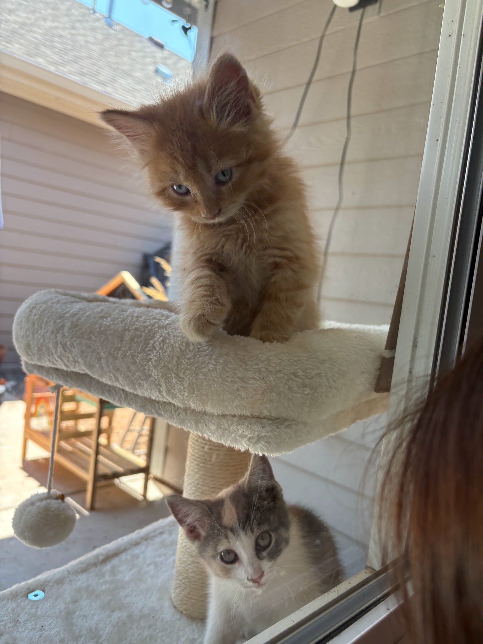 Help Calico Hearts Save 16 Cats campaign photo, 4 of 8