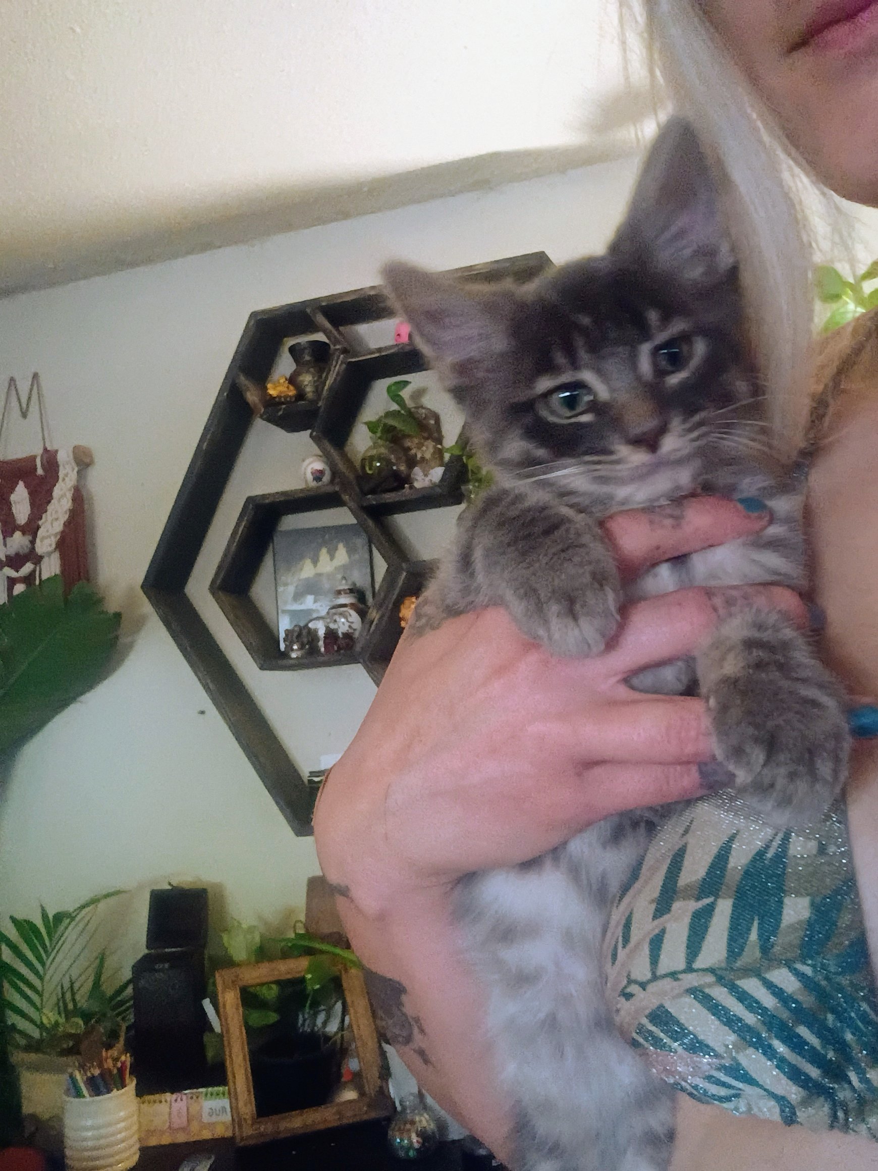 Help Calico Hearts Save 16 Cats campaign photo, 6 of 8