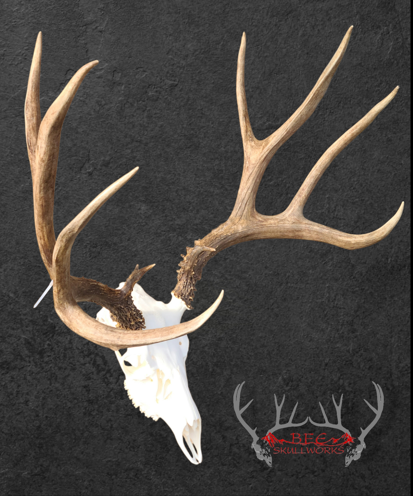 Bring This Reno-Area Taxidermy Business Back campaign photo, 4 of 6