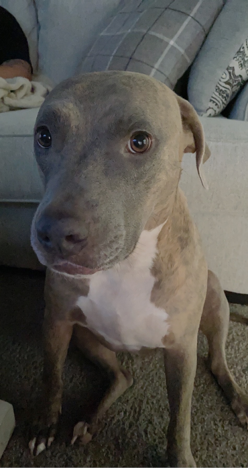 Help Aspen Fight Valley Fever campaign photo, 2 of 8