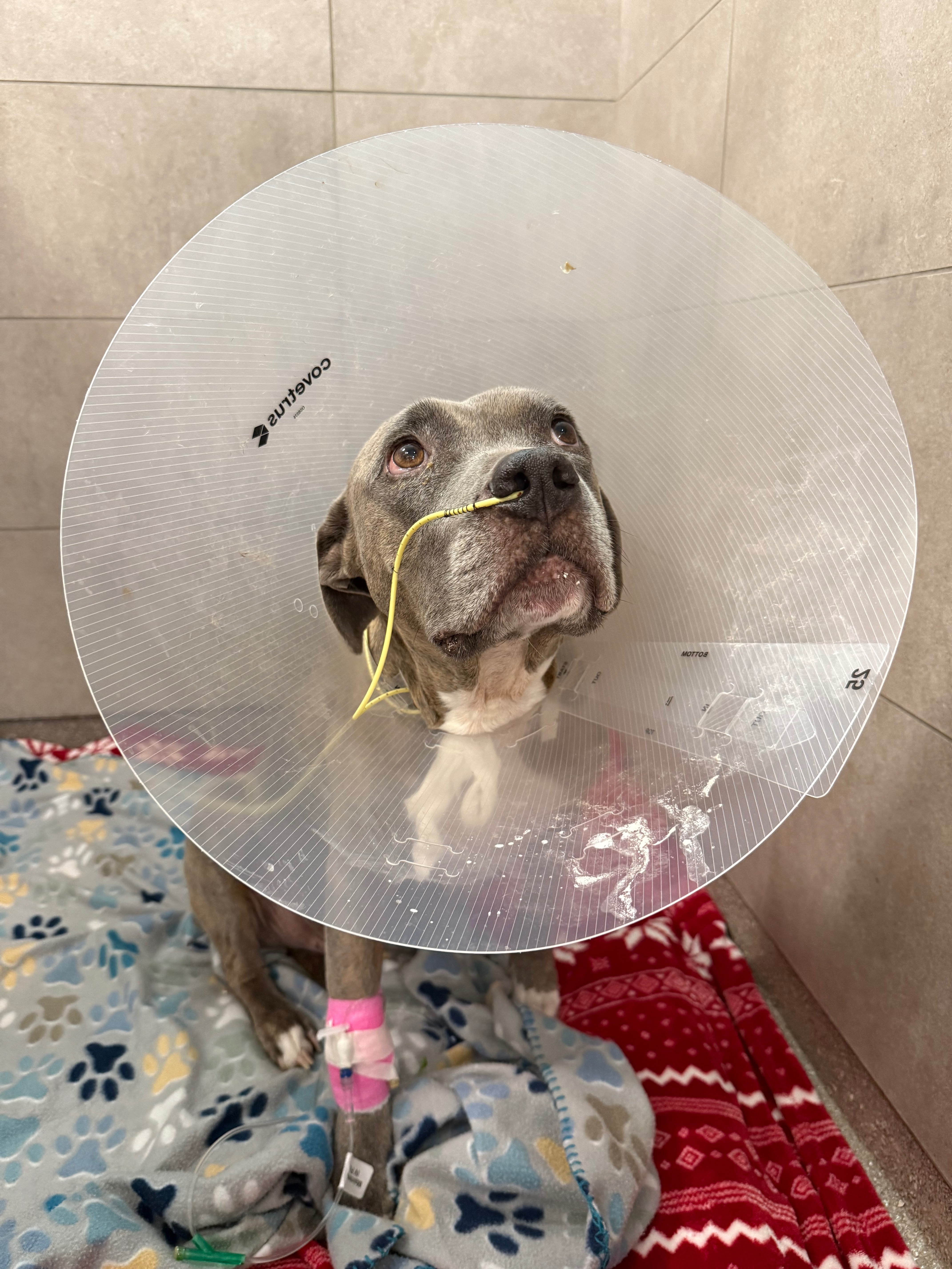 Help Aspen Fight Valley Fever campaign photo, 5 of 8