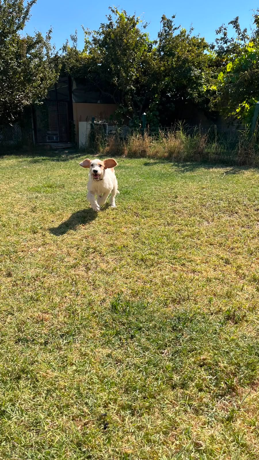 Help Juno Come Home to the UK campaign photo, 4 of 7