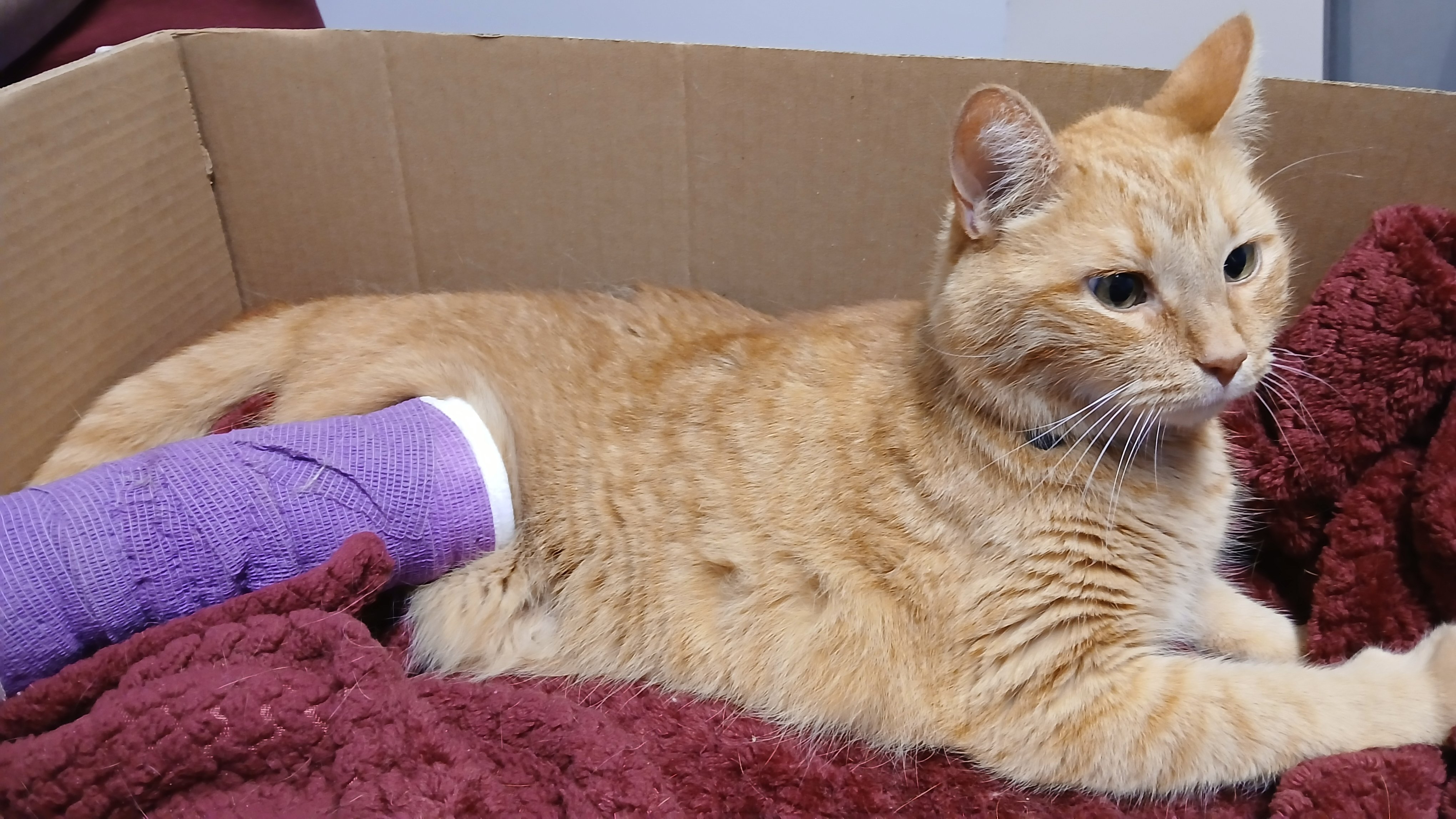 Help Clementine Heal After Being Shot campaign photo, 2 of 4