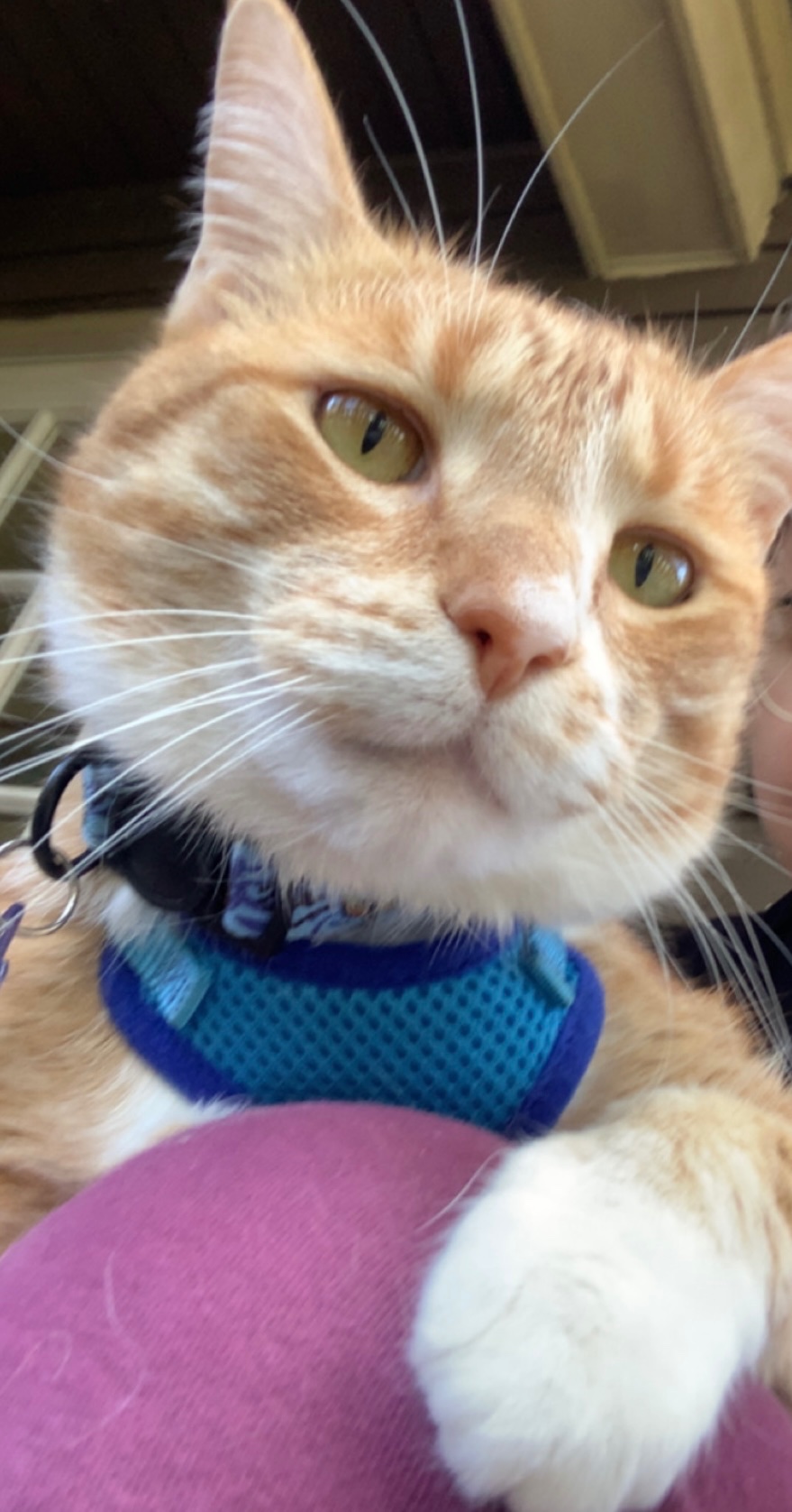Help Cover Ralph's Emergency Vet Bills campaign photo, 6 of 7
