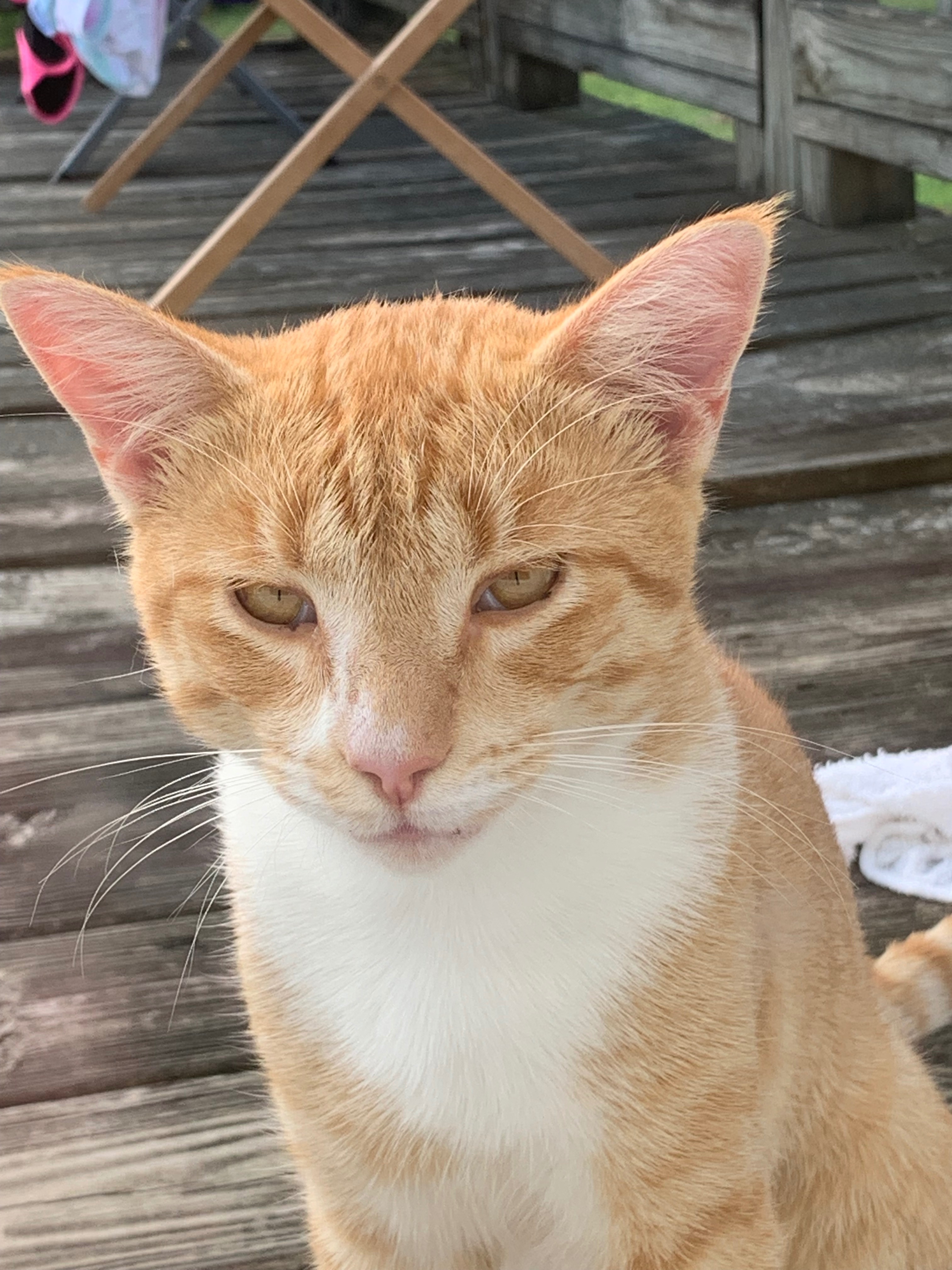 Help Cover Ralph's Emergency Vet Bills campaign photo, 2 of 7