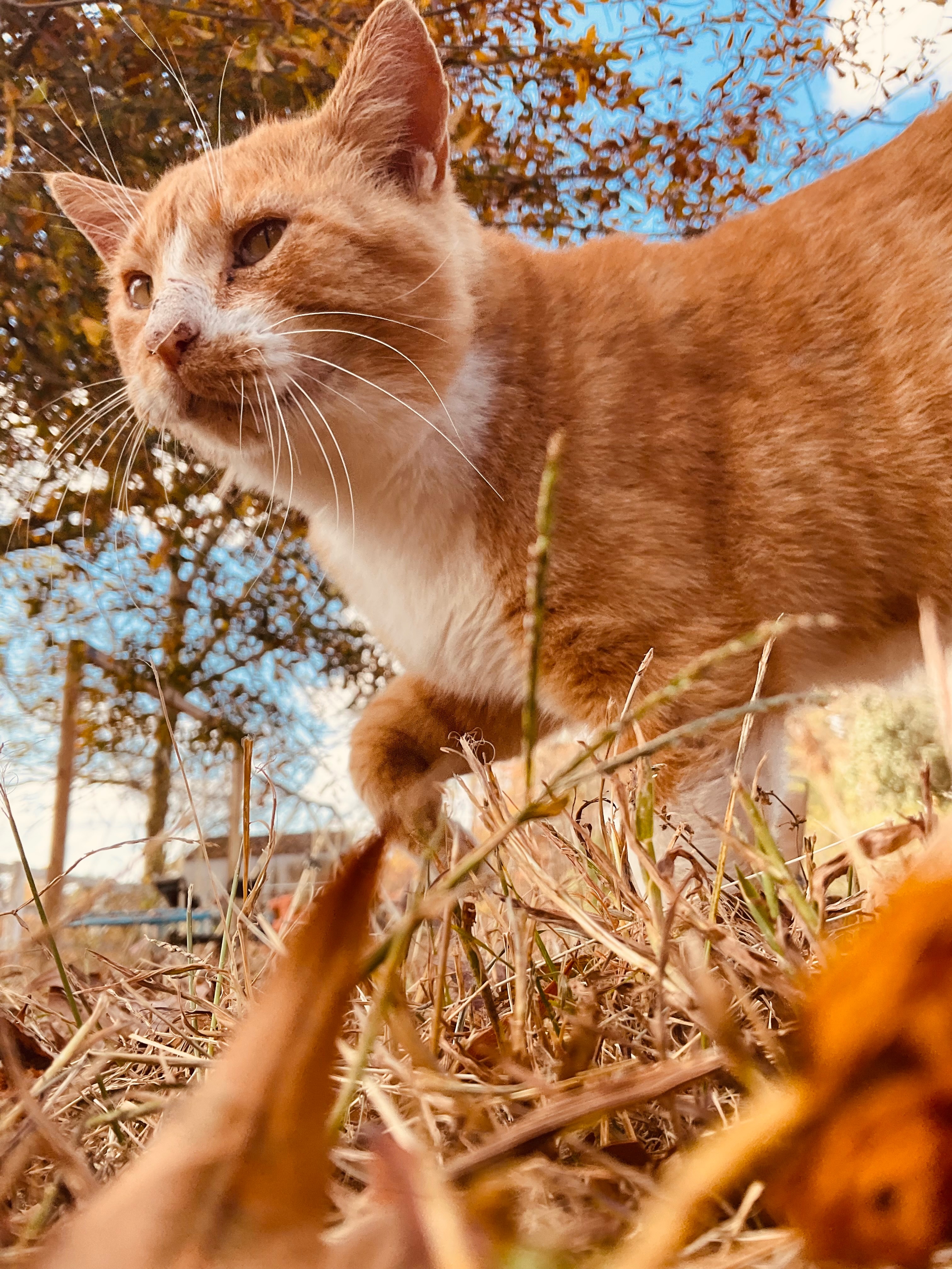 Help Cover Ralph's Emergency Vet Bills campaign photo, 5 of 7