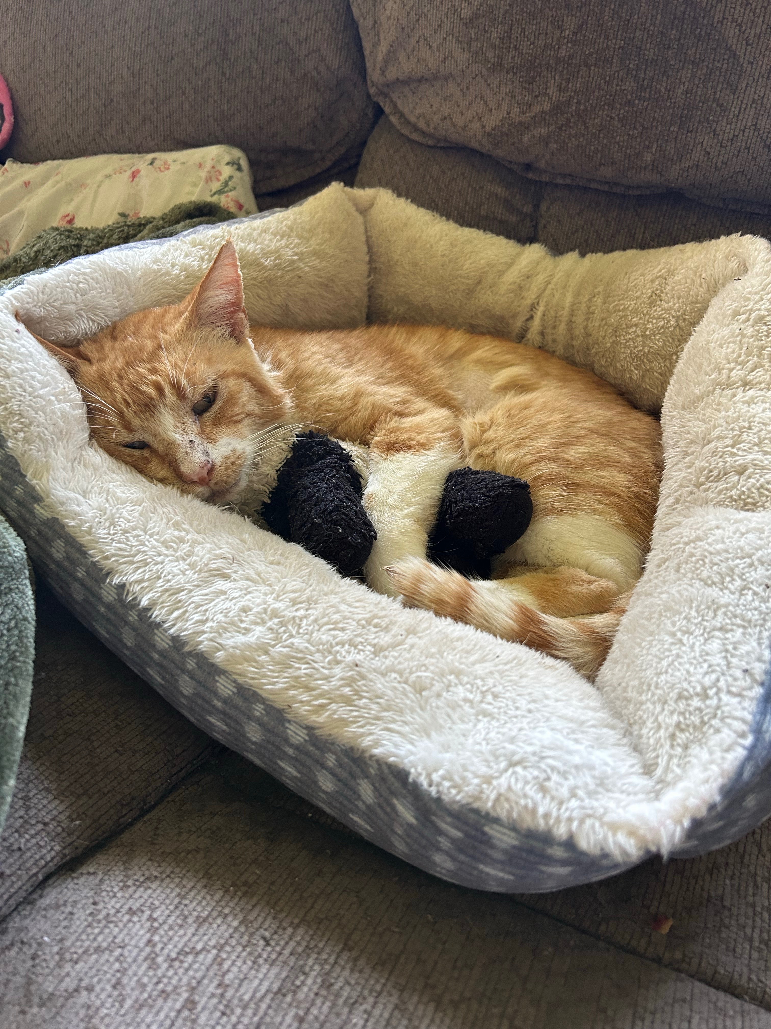 Help Cover Ralph's Emergency Vet Bills campaign photo, 4 of 7