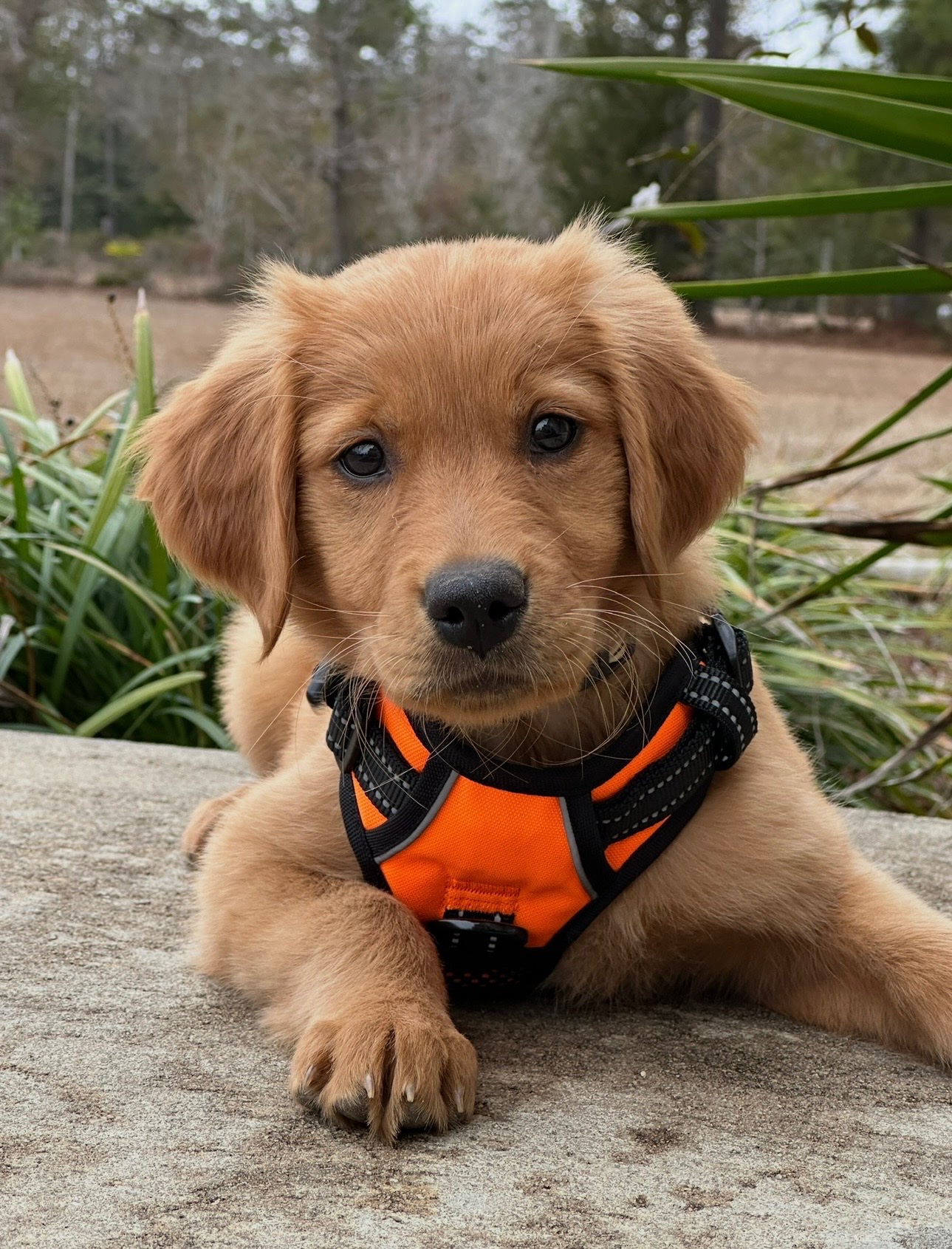 Help Save Ryver After a Rattlesnake Bite campaign photo, 7 of 8