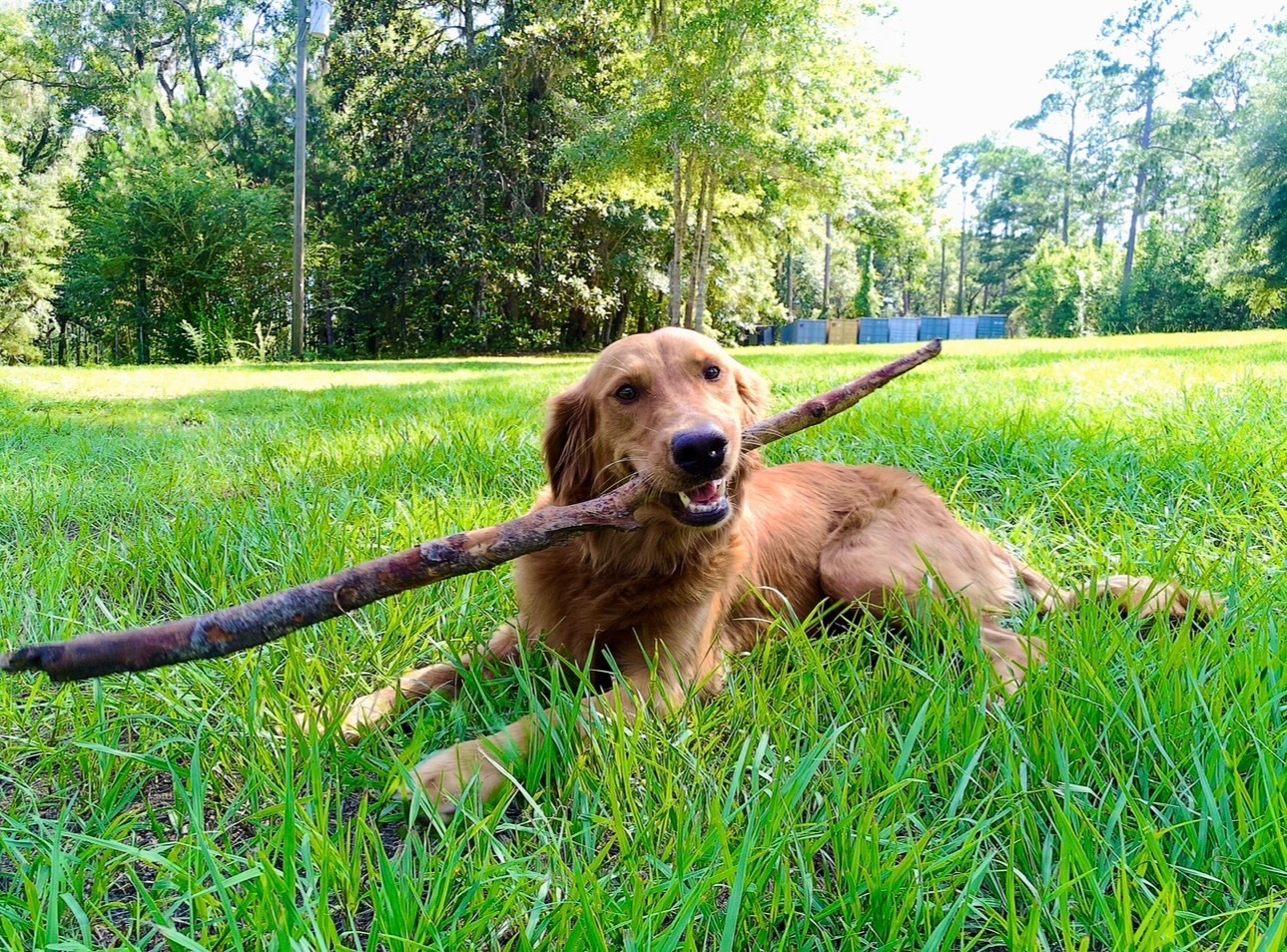 Help Save Ryver After a Rattlesnake Bite campaign photo, 2 of 8