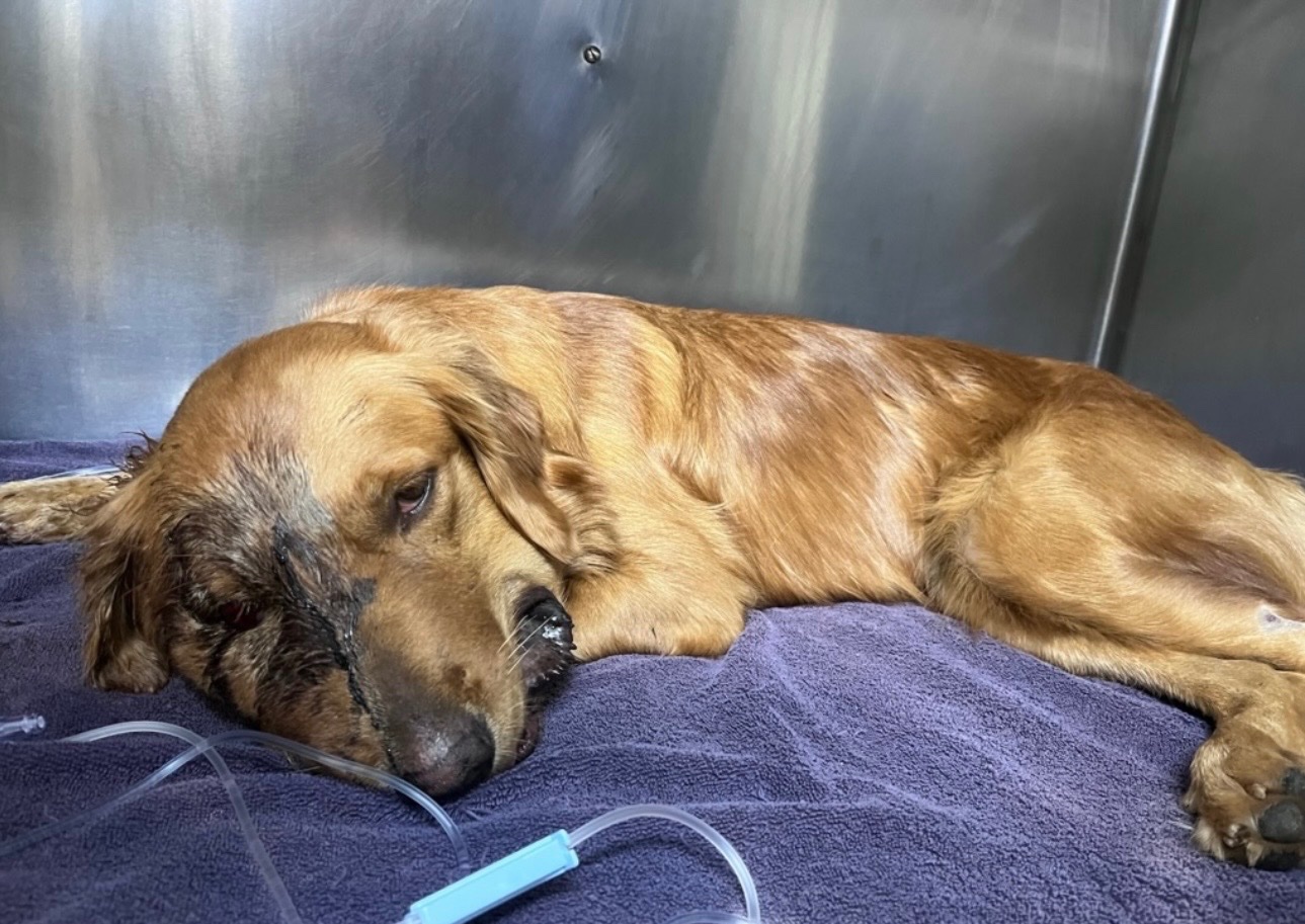 Help Save Ryver After a Rattlesnake Bite campaign photo, 4 of 8