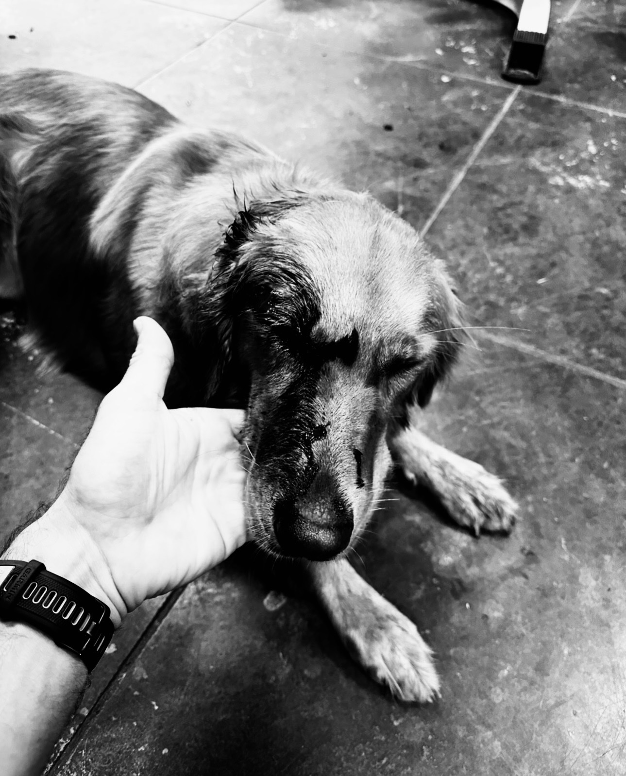 Help Save Ryver After a Rattlesnake Bite campaign photo, 6 of 8