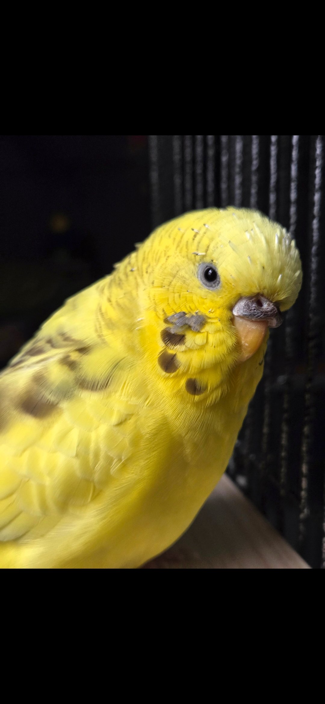 Emergency Vet Care for My Budgie campaign photo, 2 of 4