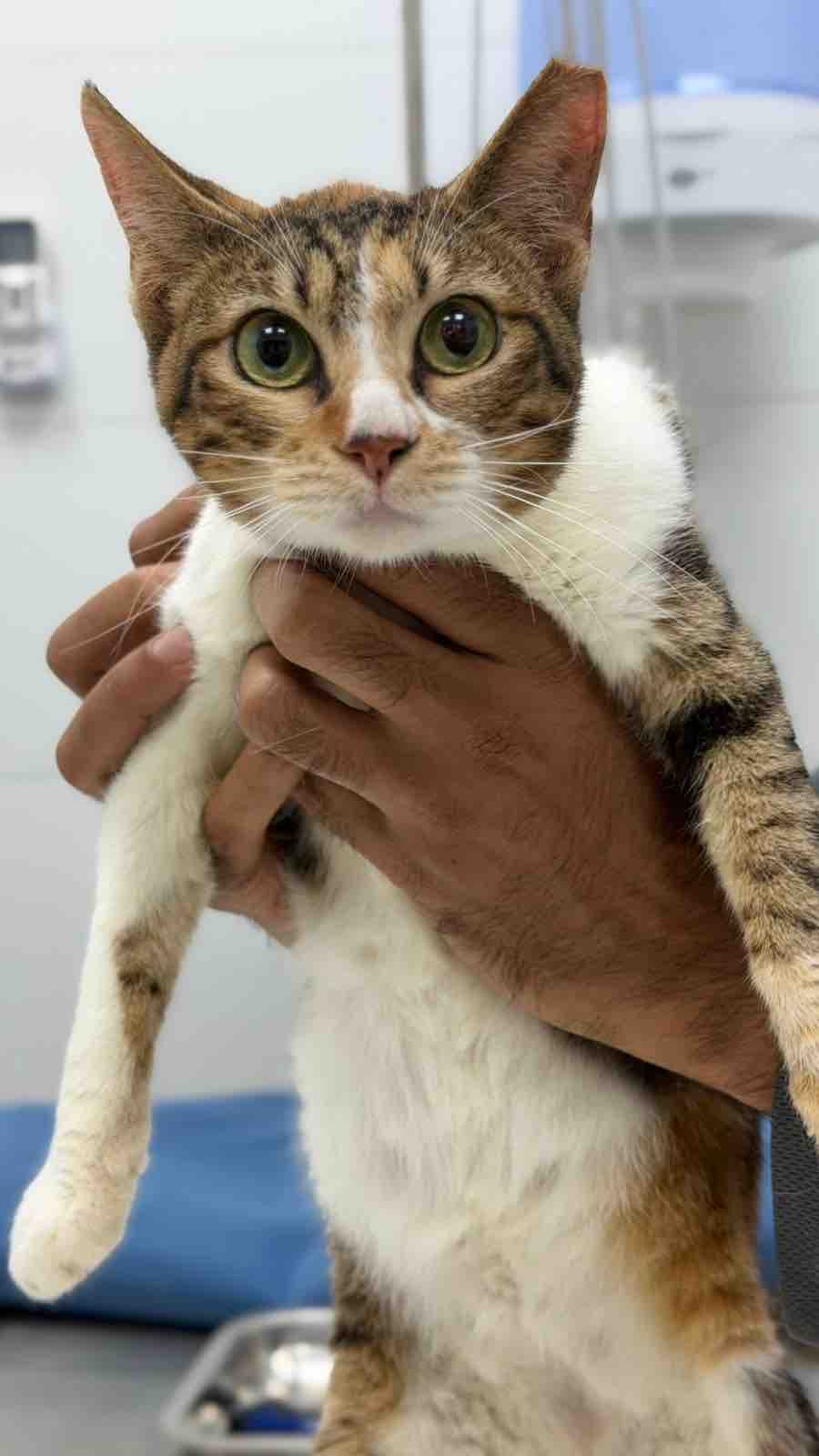 PLEASE HELP CALIS DUE FOSTER FEES campaign photo, 2 of 4
