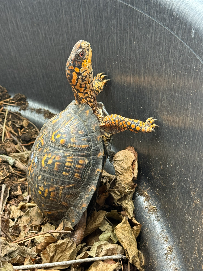 Dino Buddies Eastern box turtle rehab and release campaign photo, 5 of 6