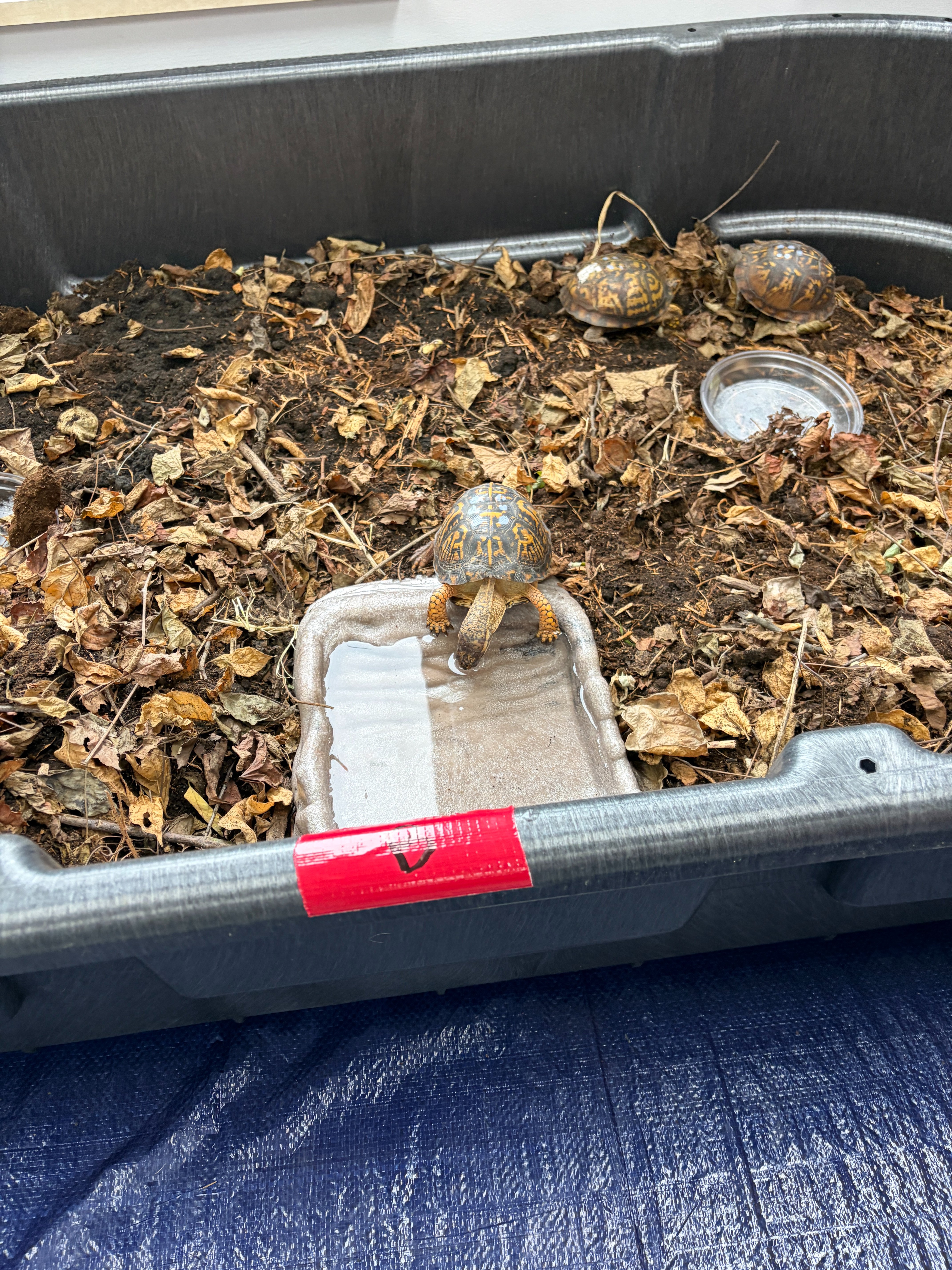 Dino Buddies Eastern box turtle rehab and release campaign photo, 4 of 6