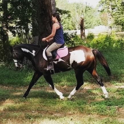 Bring Annie to Florida to work as a Therapy Horse campaign photo, 7 of 8