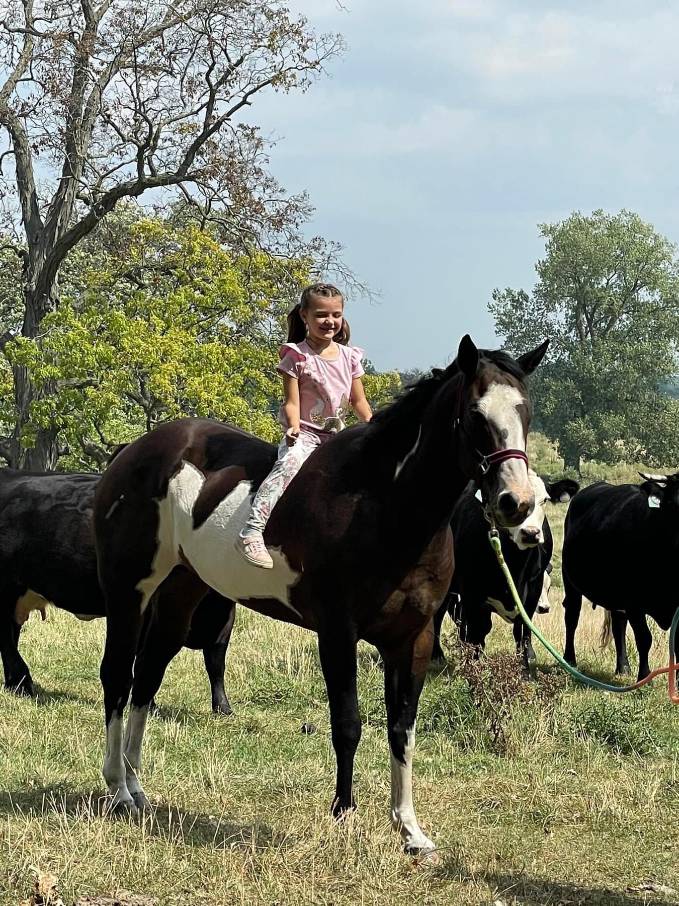 Bring Annie to Florida to work as a Therapy Horse campaign photo, 2 of 8