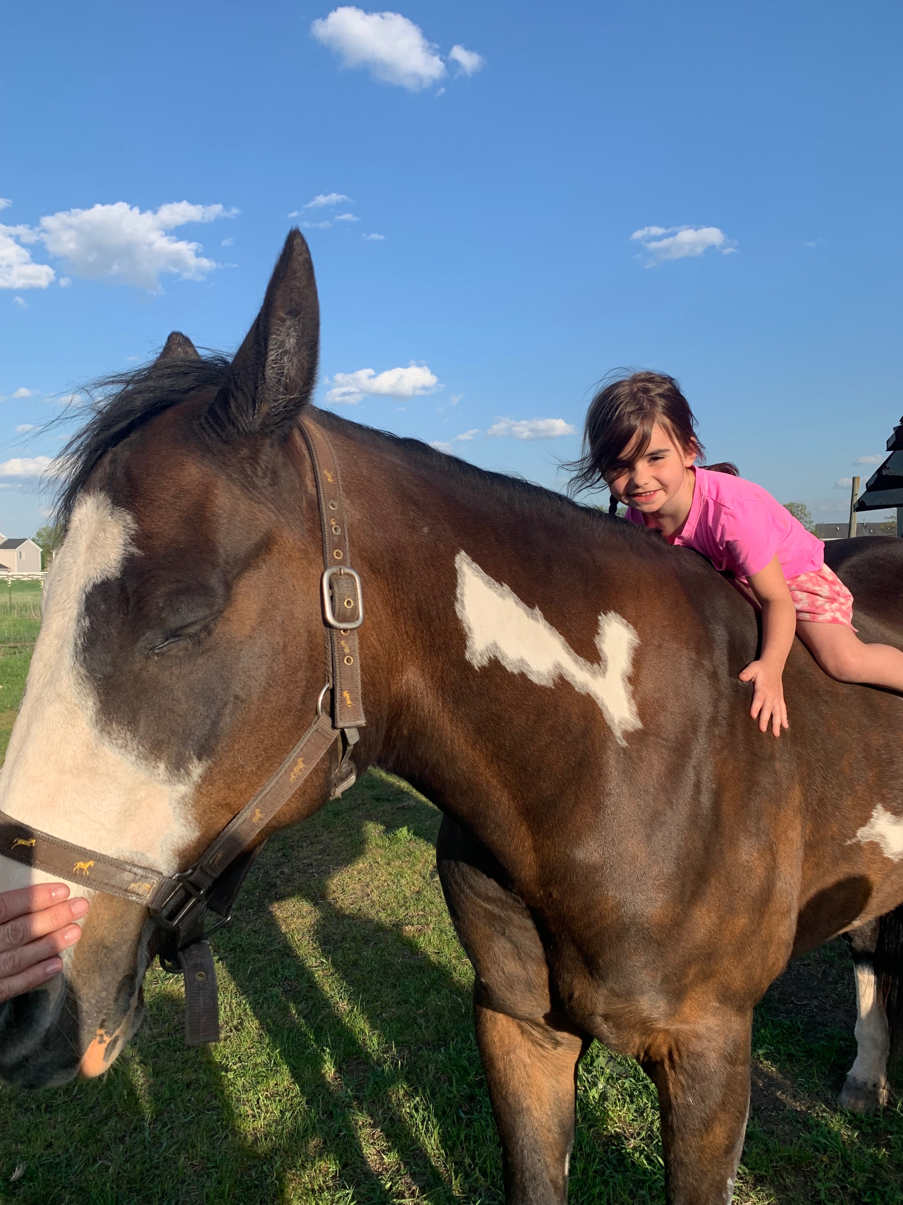 Bring Annie to Florida to work as a Therapy Horse campaign photo, 5 of 8