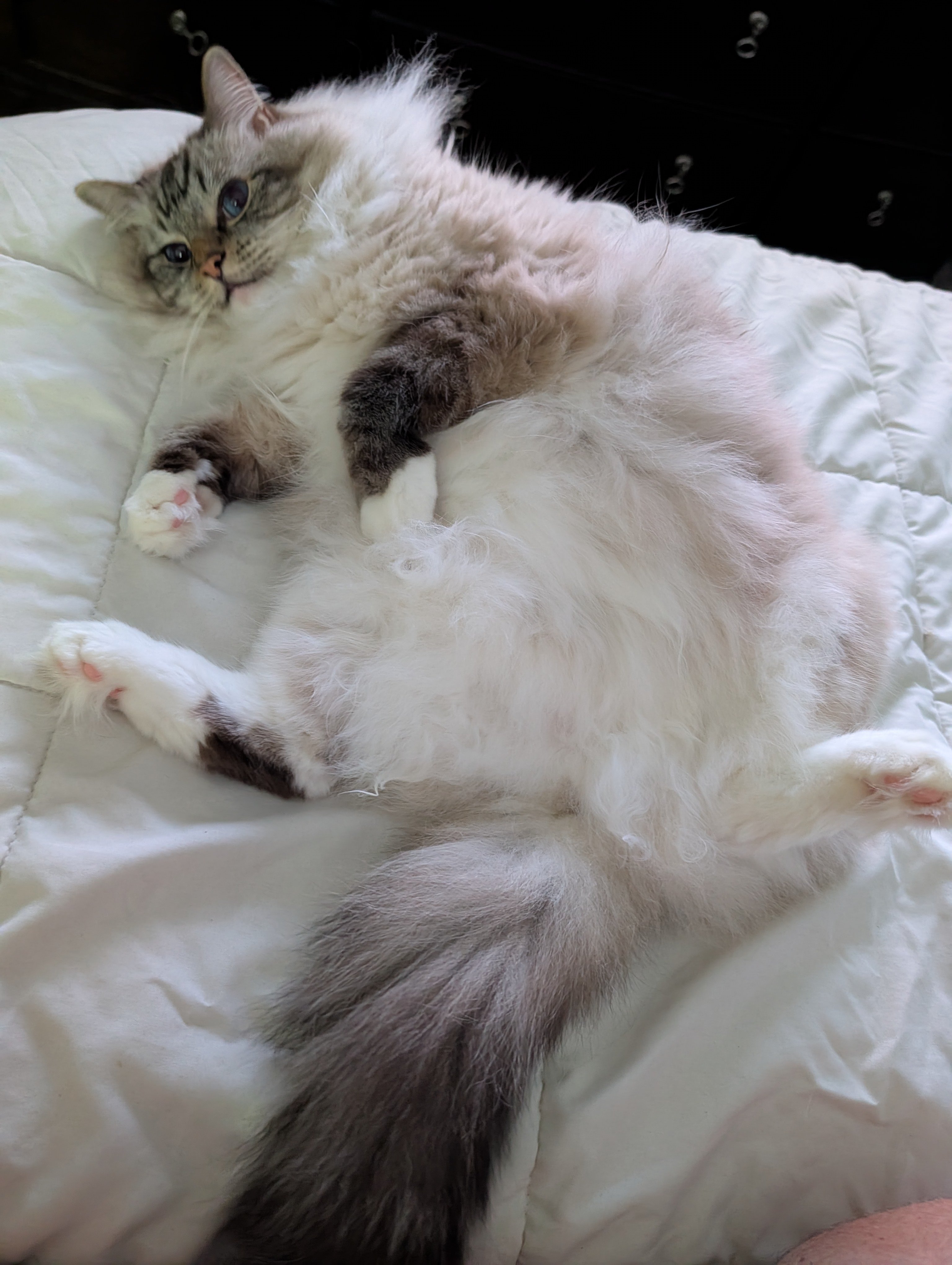 Help a Big Sweet Cat Get the Surgery He Needs campaign photo, 4 of 5